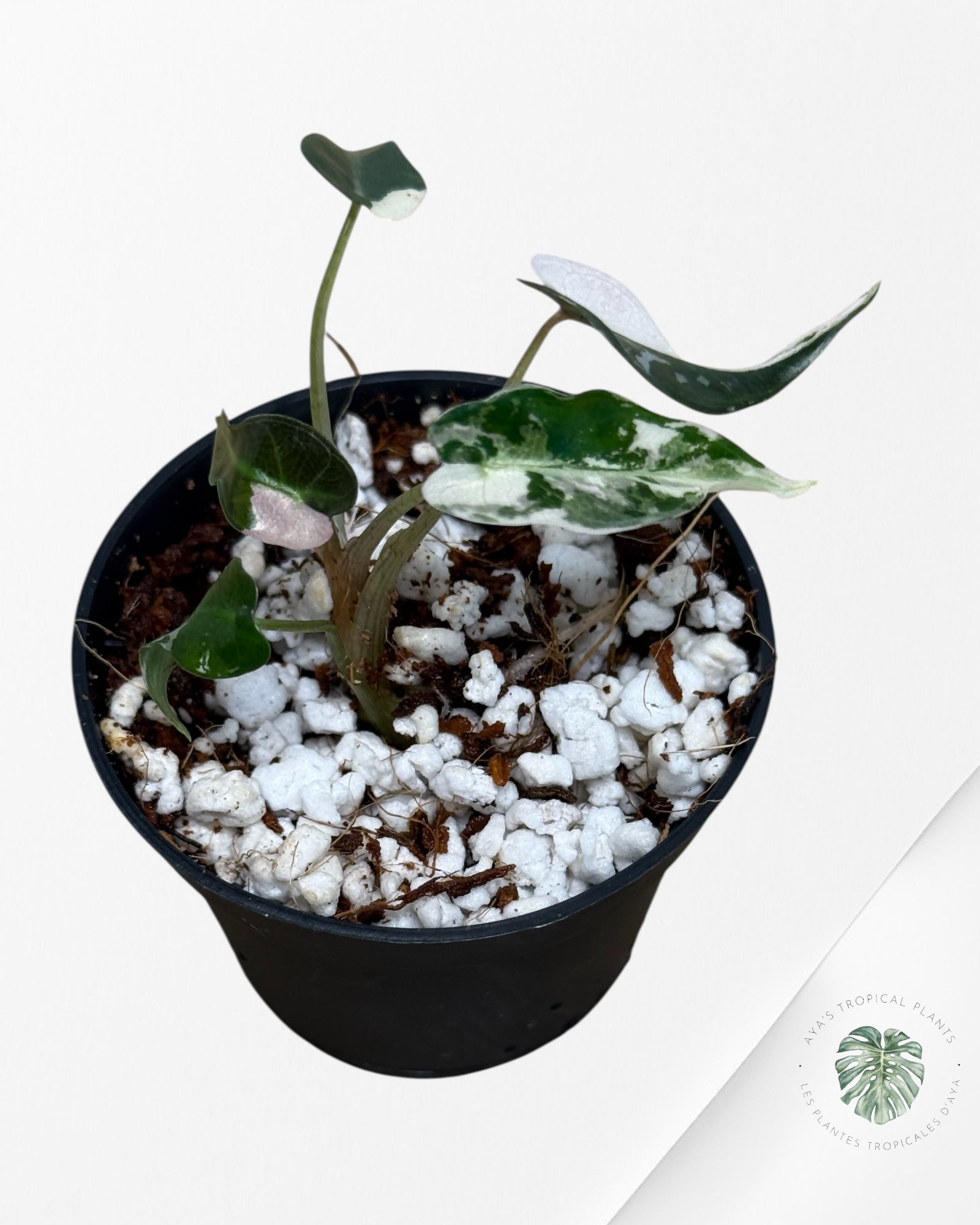 Alocasia Bambino Variegated (pink) - 330
