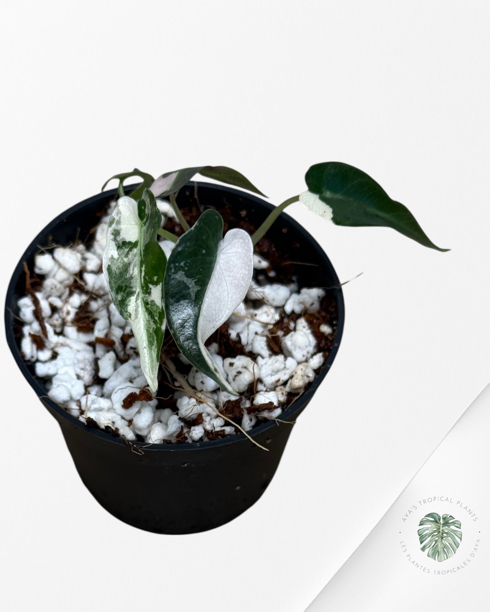 Alocasia Bambino Variegated (pink) - 330