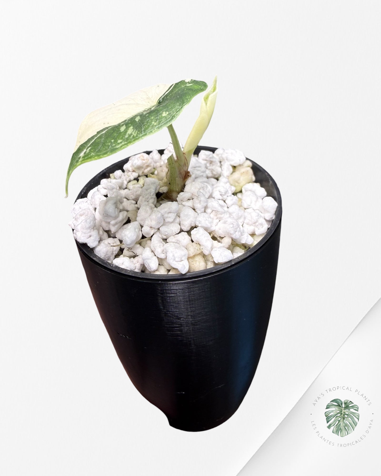 Alocasia Melo Albo Variegated