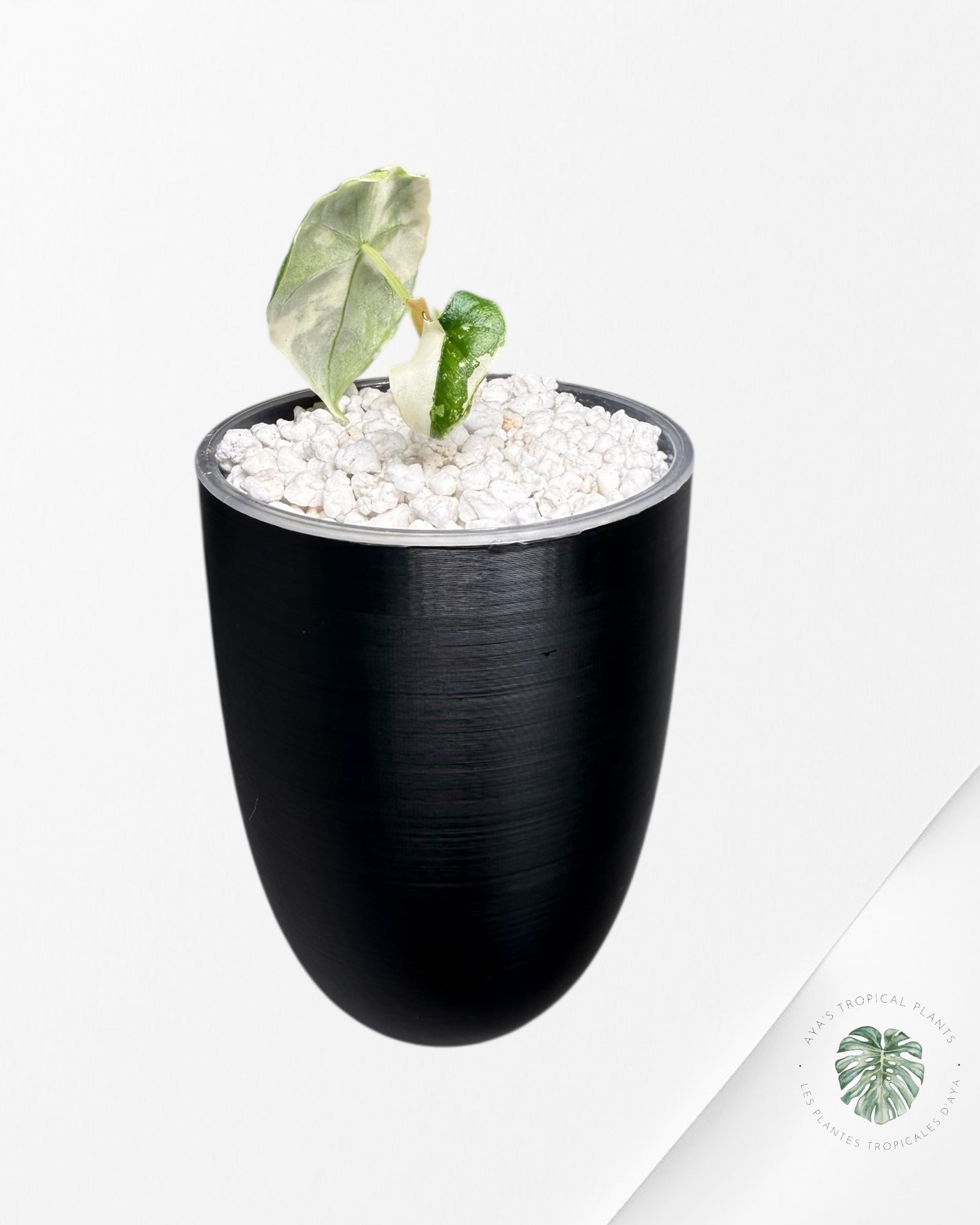 Alocasia Melo Albo Variegated