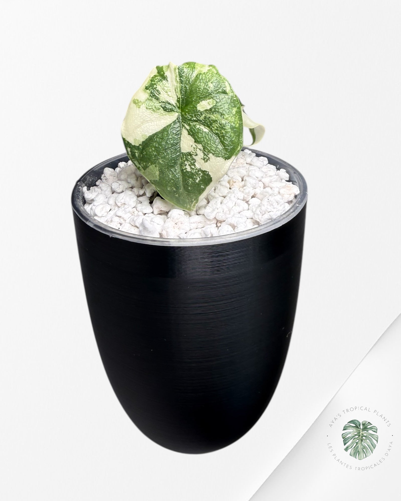 Alocasia Melo Albo Variegated