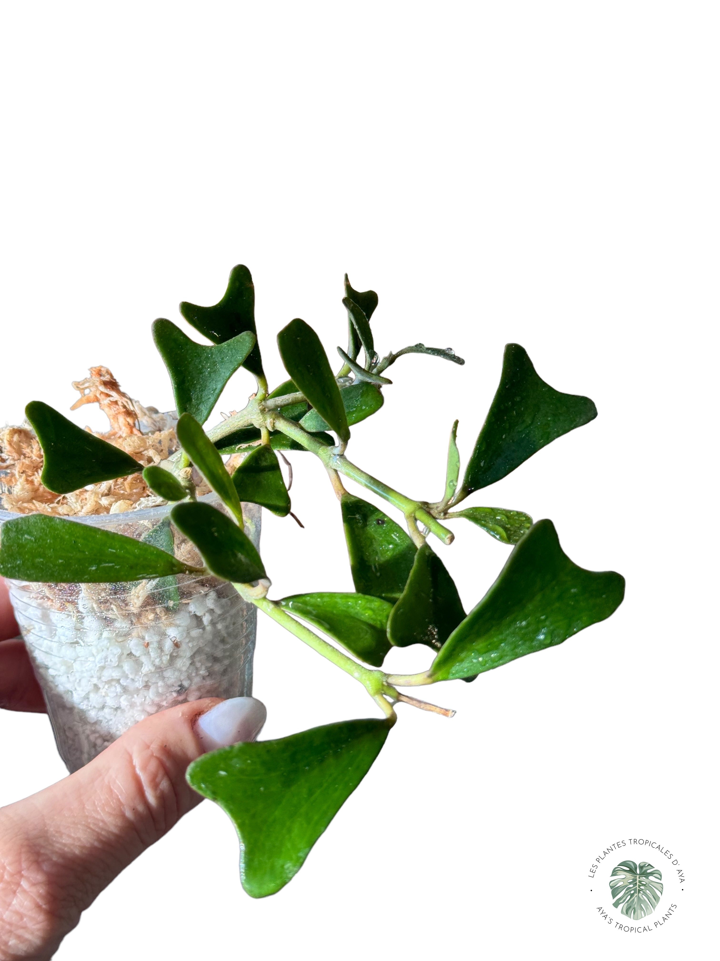 Hoya manipurensis-HM1