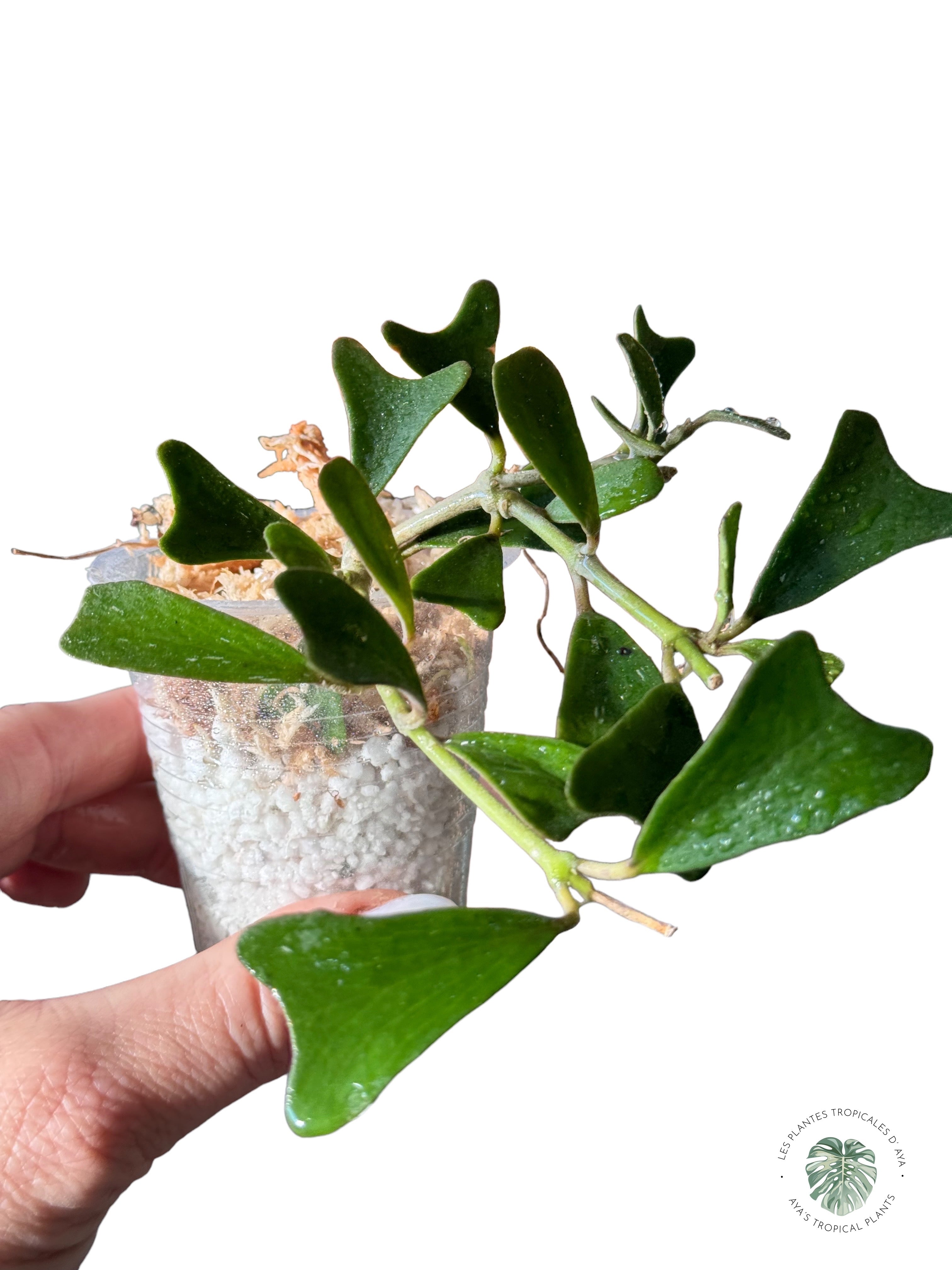 Hoya manipurensis-HM1