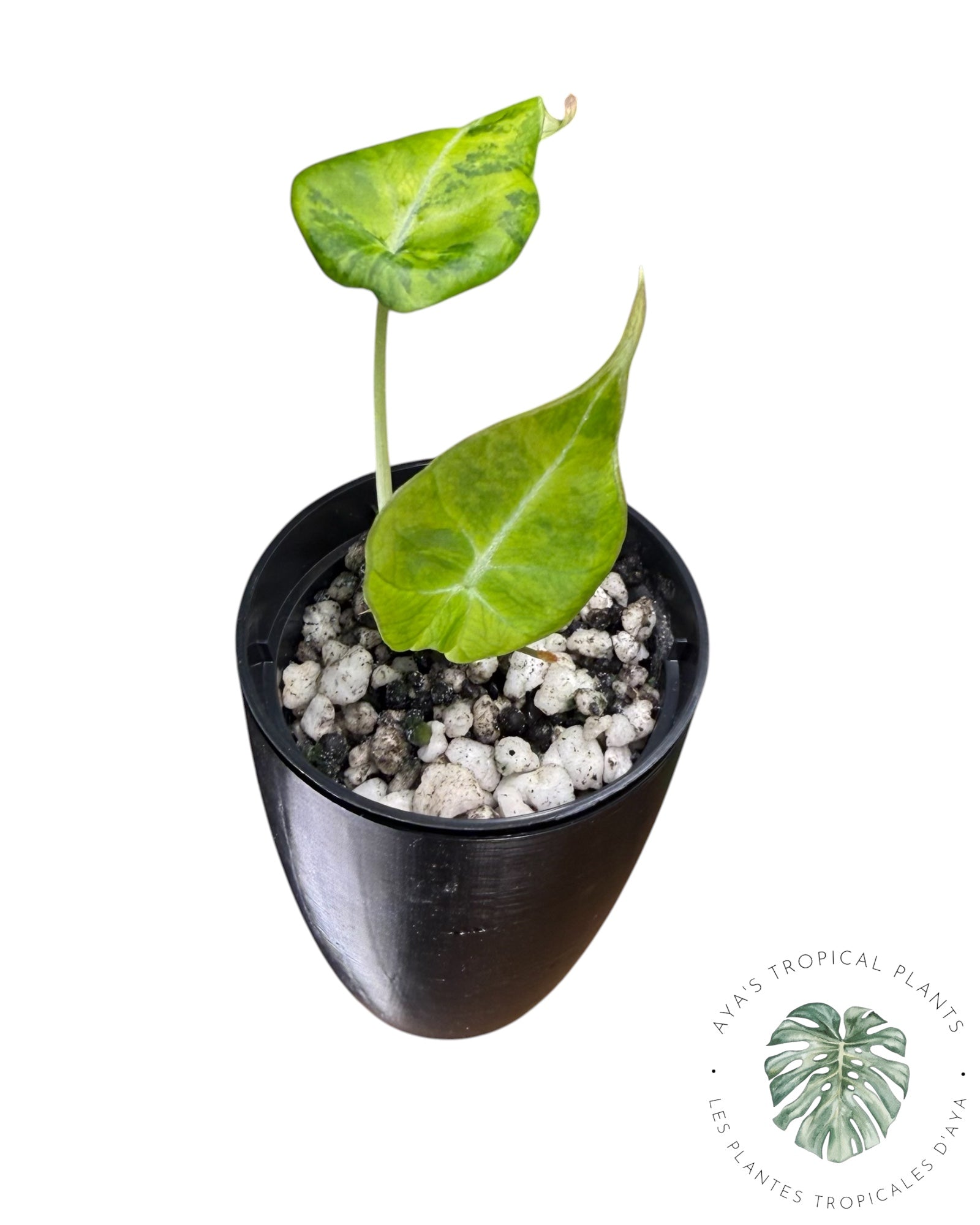Alocasia Black Velvet Gold / Aurea Variegated