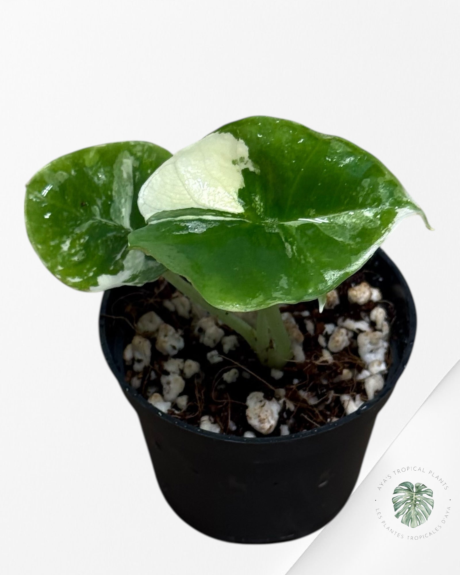 Alocasia Platinum Albo Variegated - AP30