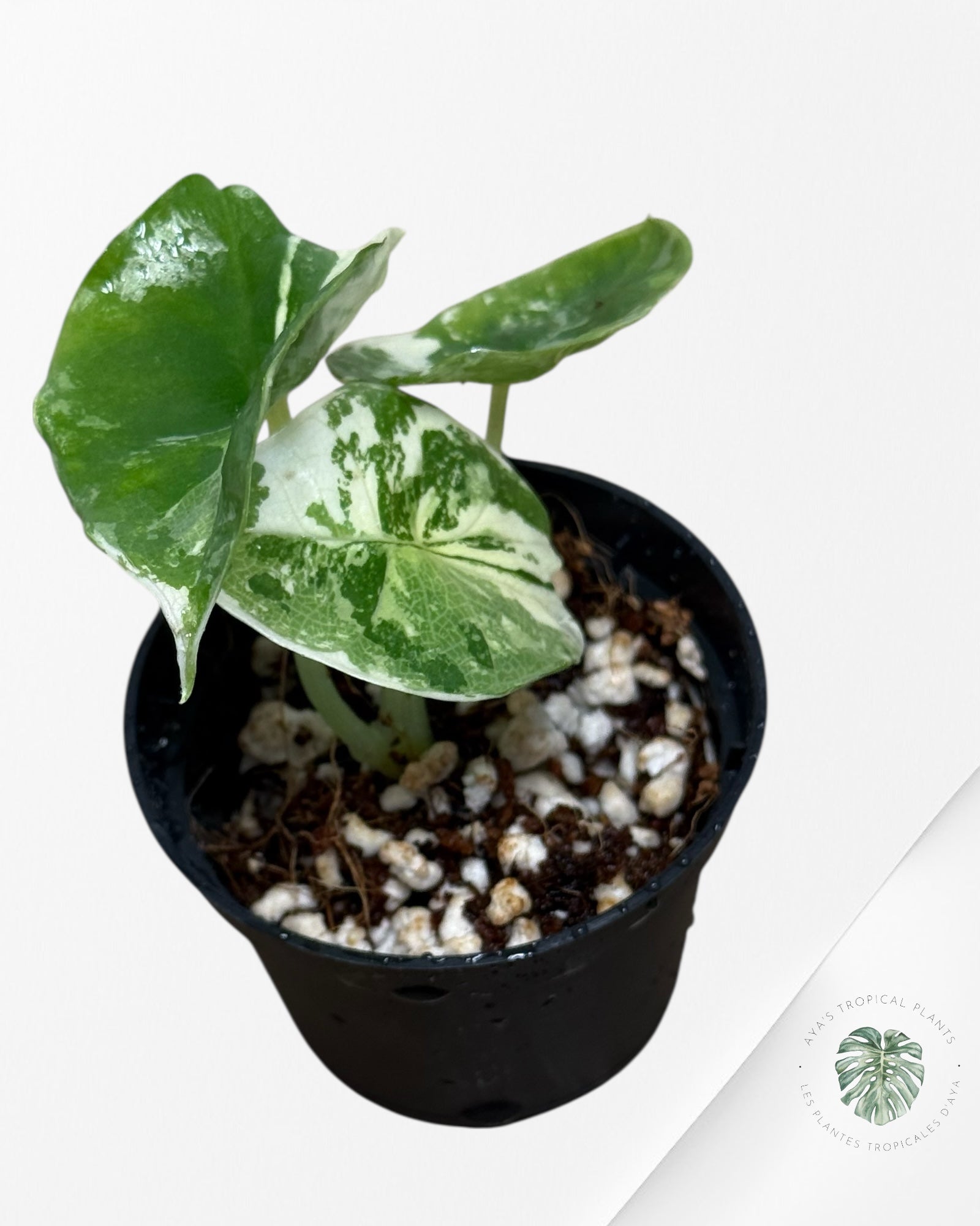 Alocasia Platinum Albo Variegated - AP30