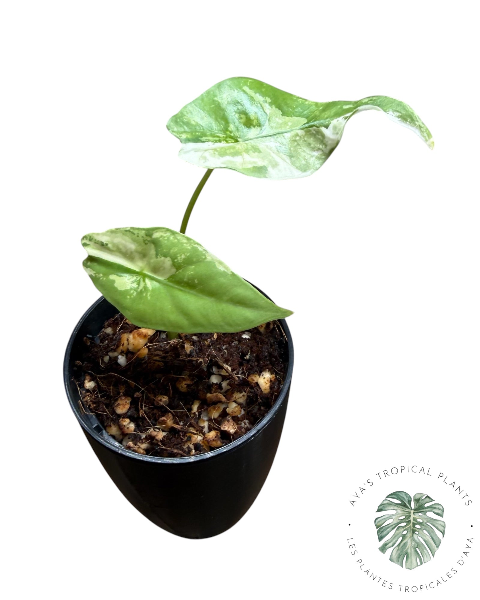 Alocasia Simpo Albo Variegated