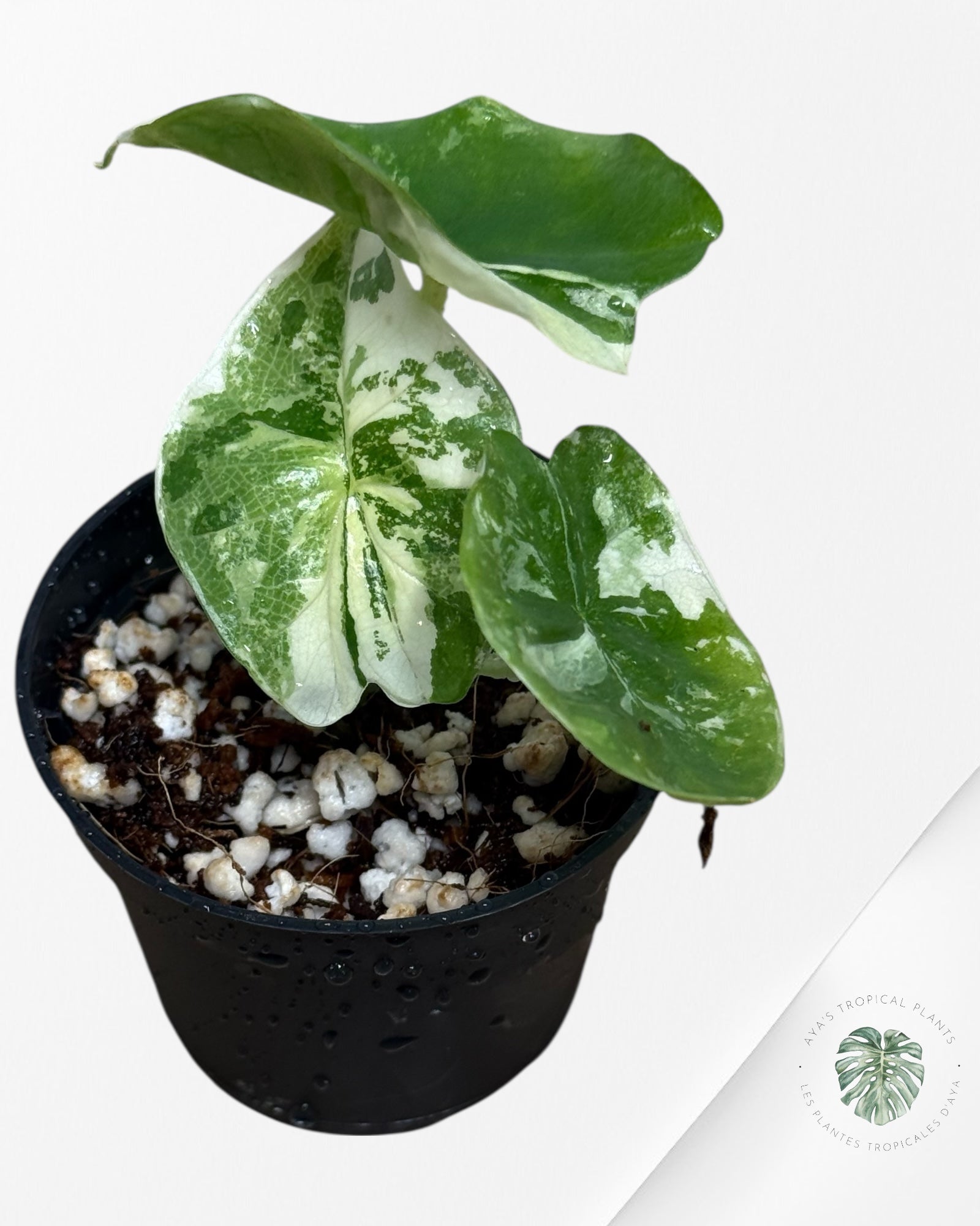Alocasia Platinum Albo Variegated - AP30