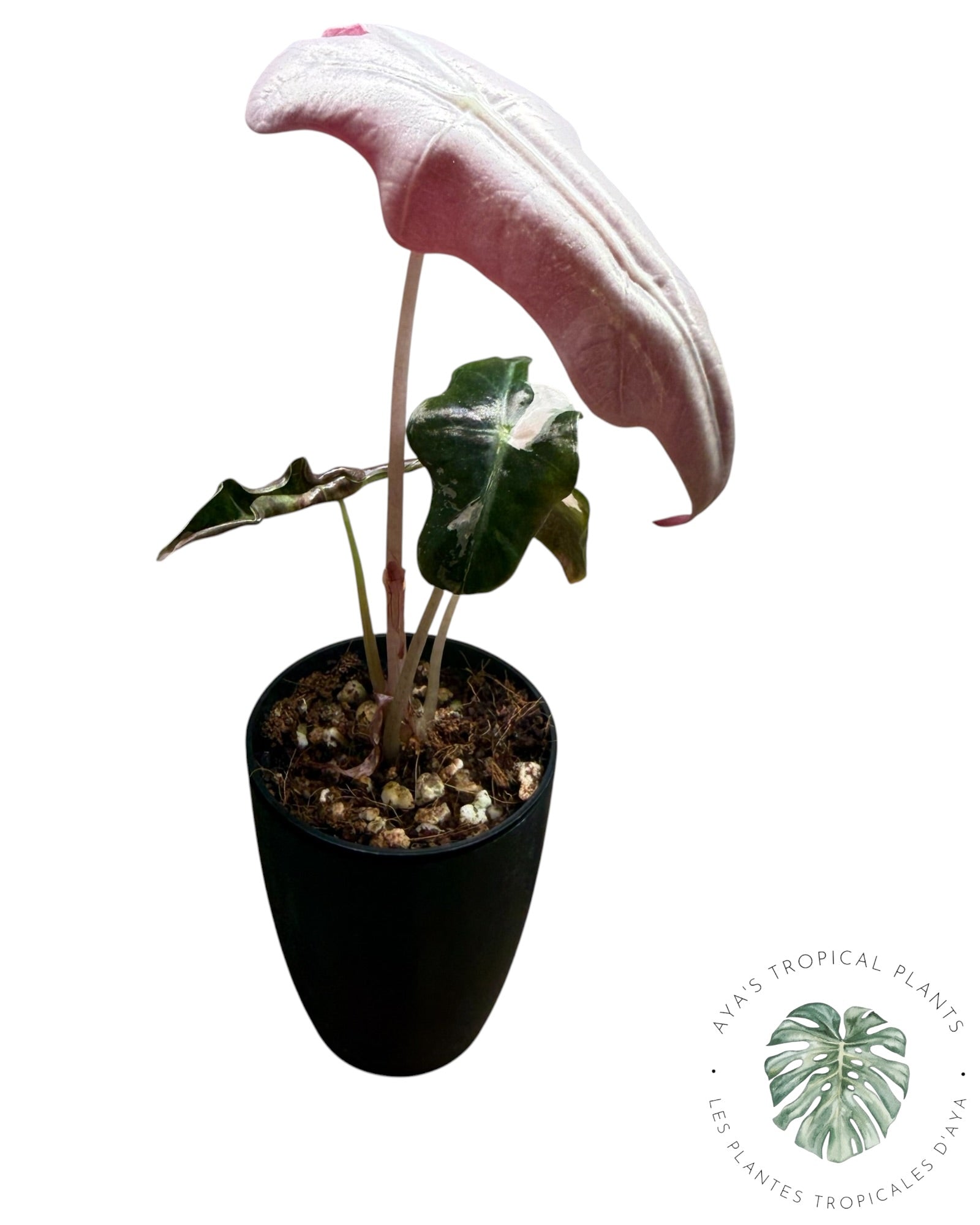 Alocasia Nobilis Pink Variegated