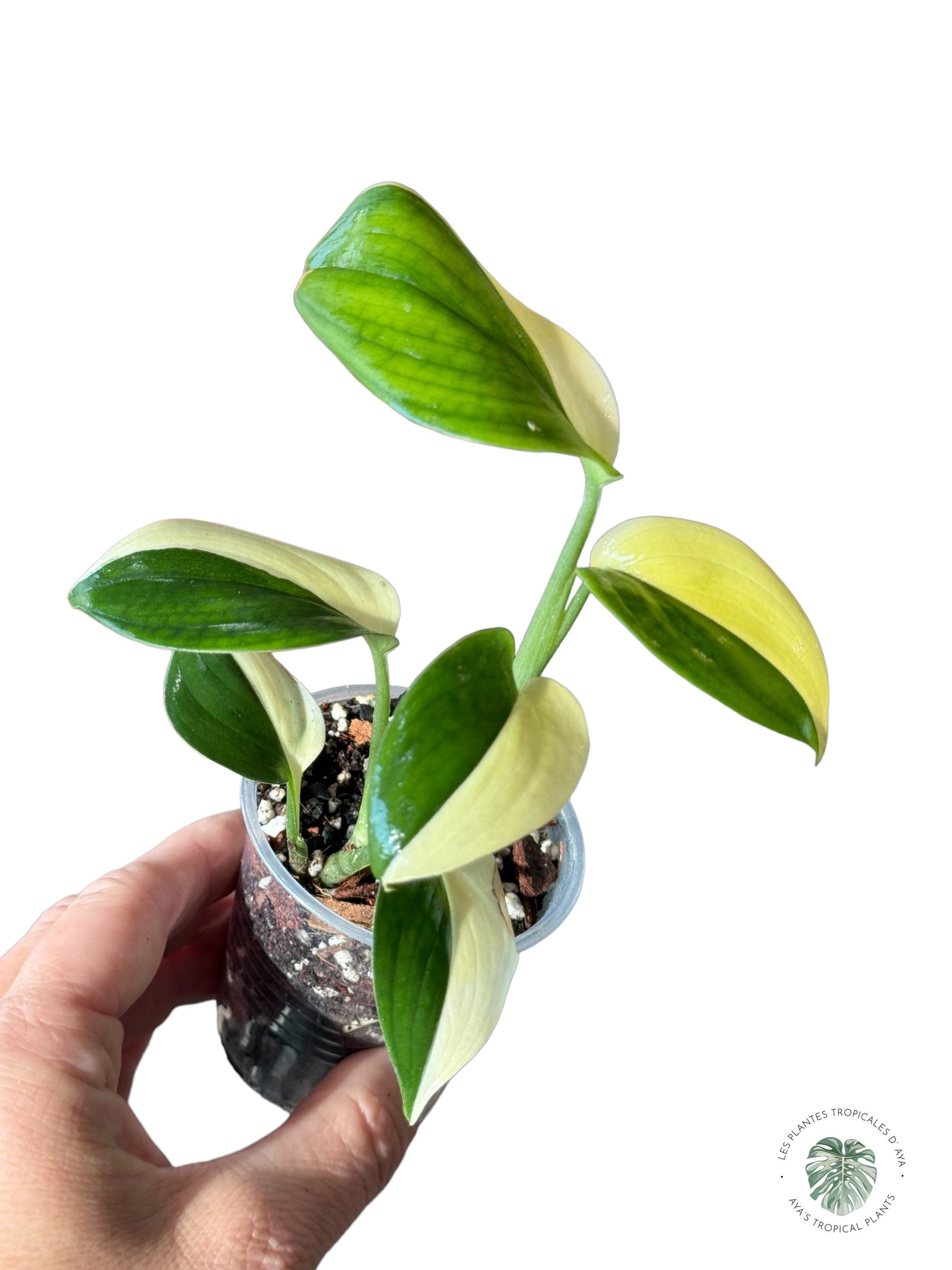 Philodendron Red Anderson JA100