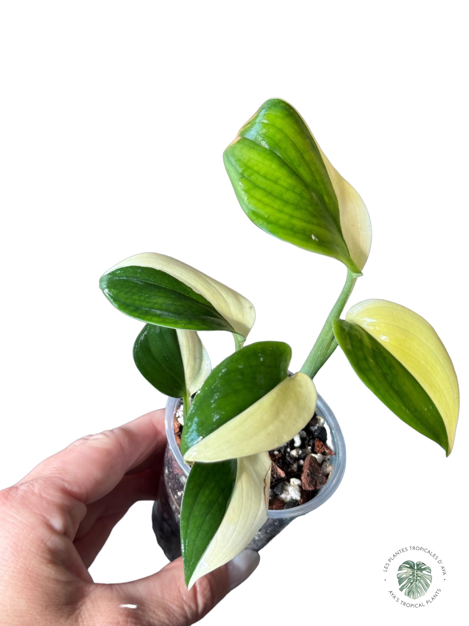 Philodendron Red Anderson JA100
