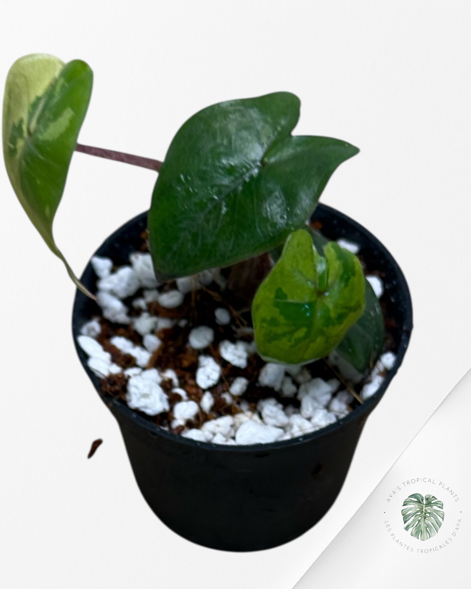 Alocasia Yucatan Princess Variegated- TC4