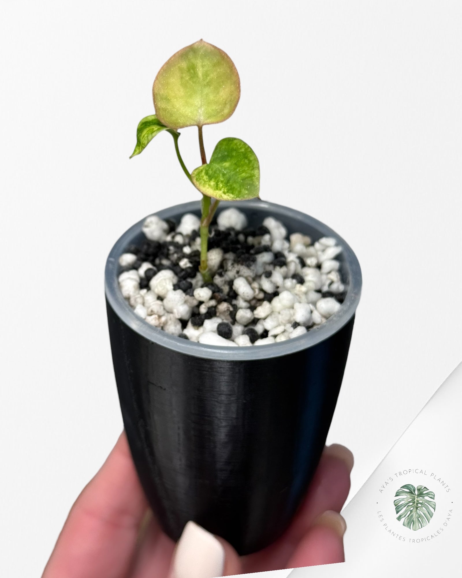 Anthurium Papillilaminum X Magnificum Variegated