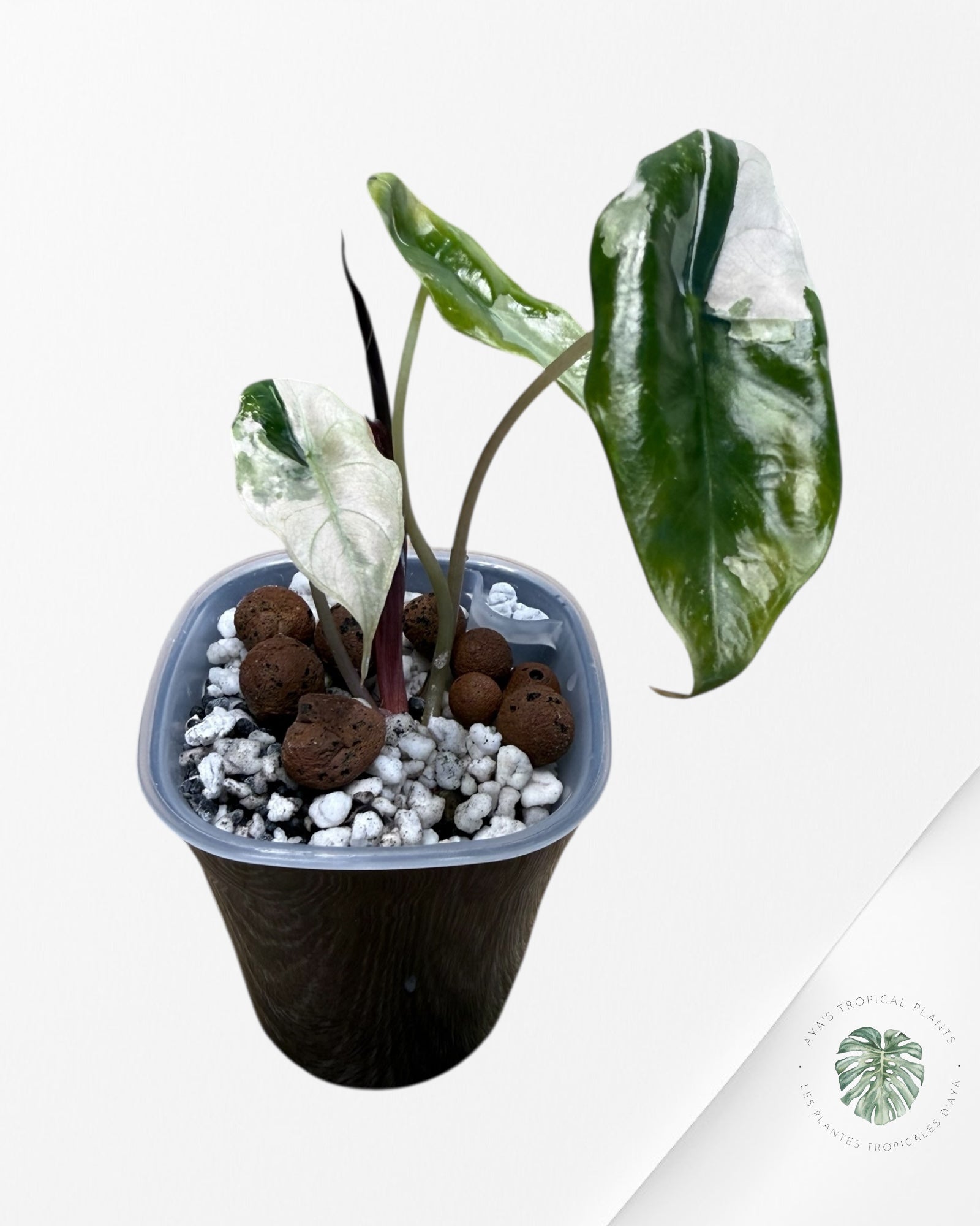 Alocasia Chantrieri Pink Variegated