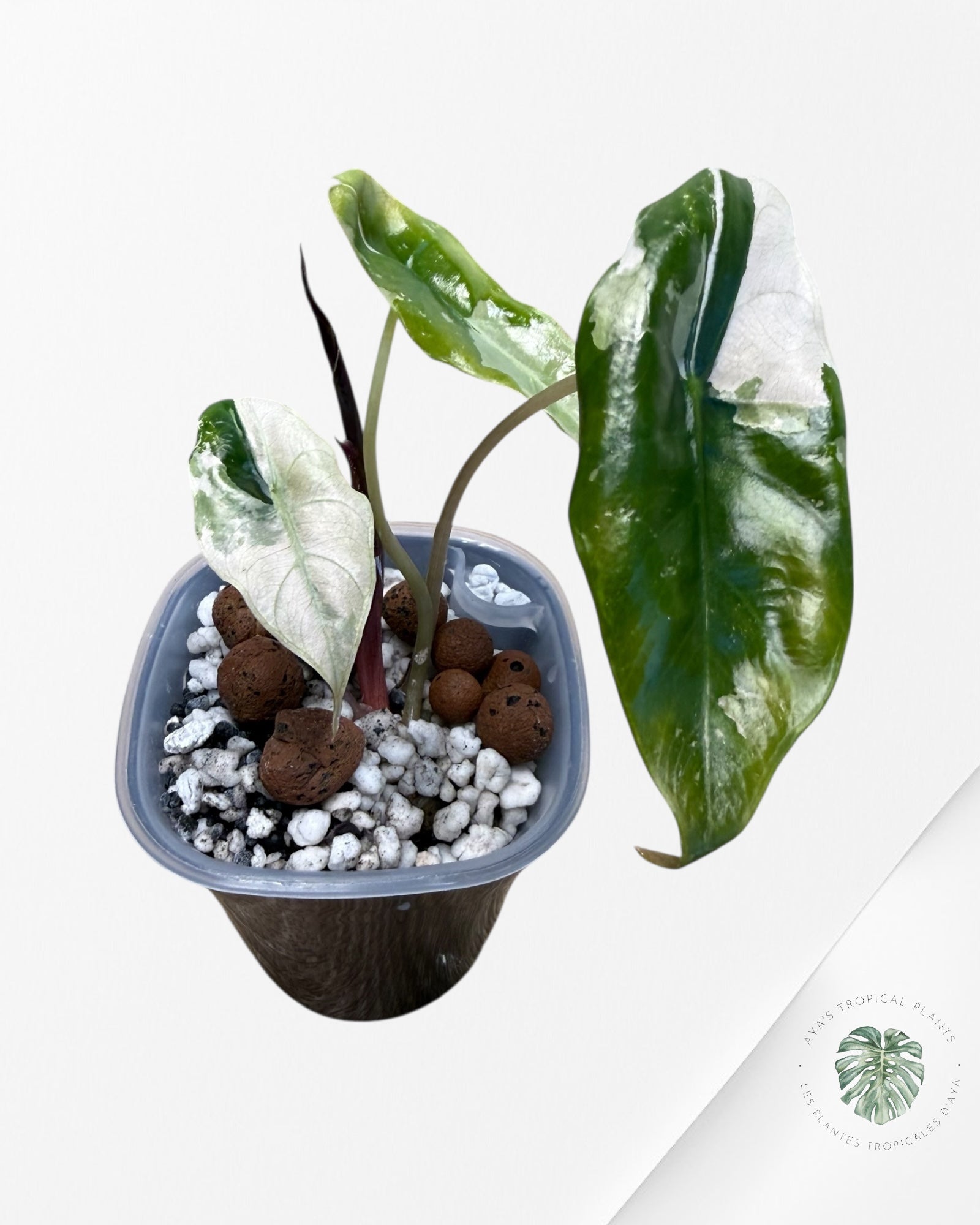 Alocasia Chantrieri Pink Variegated