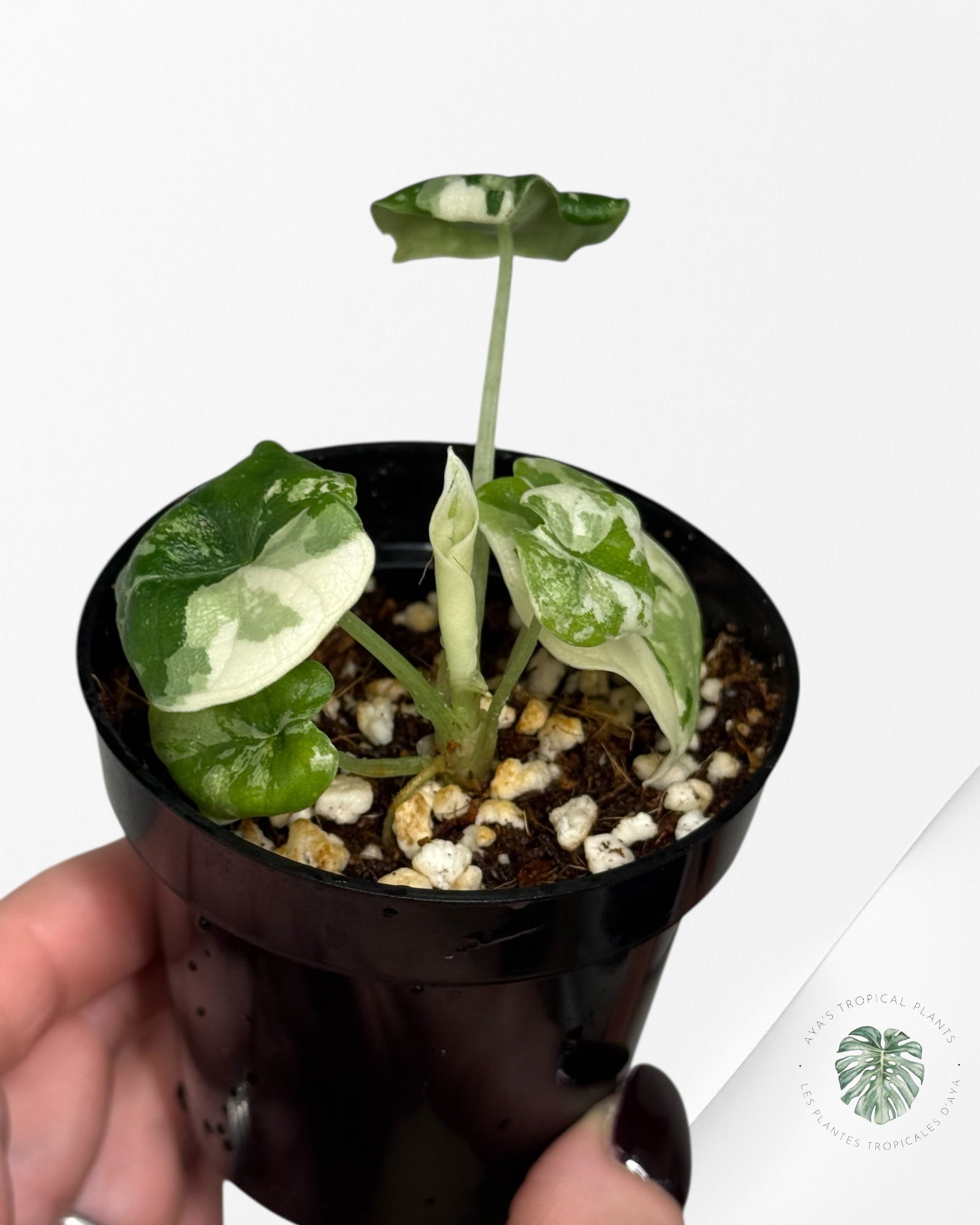 Alocasia Melo Variegated (Albo) - TC09