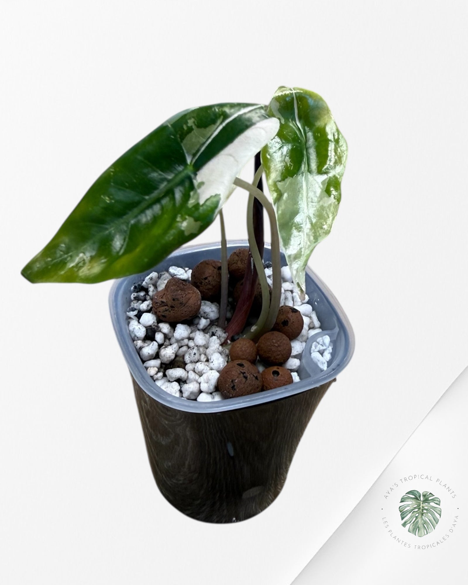 Alocasia Chantrieri Pink Variegated