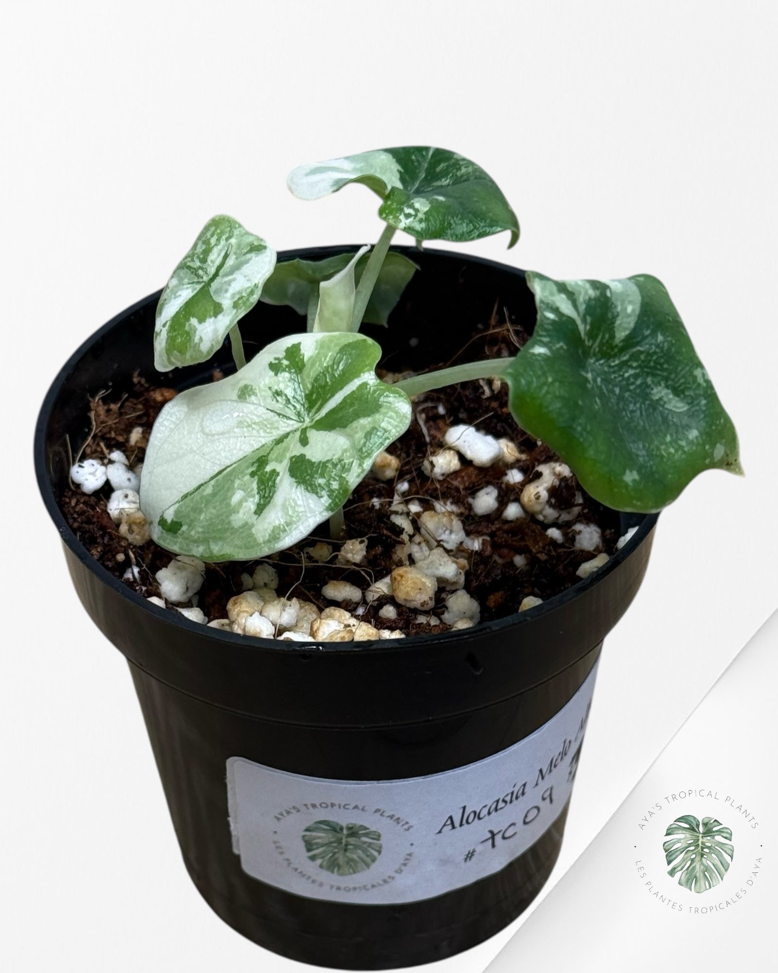 Alocasia Melo Variegated (Albo) - TC09