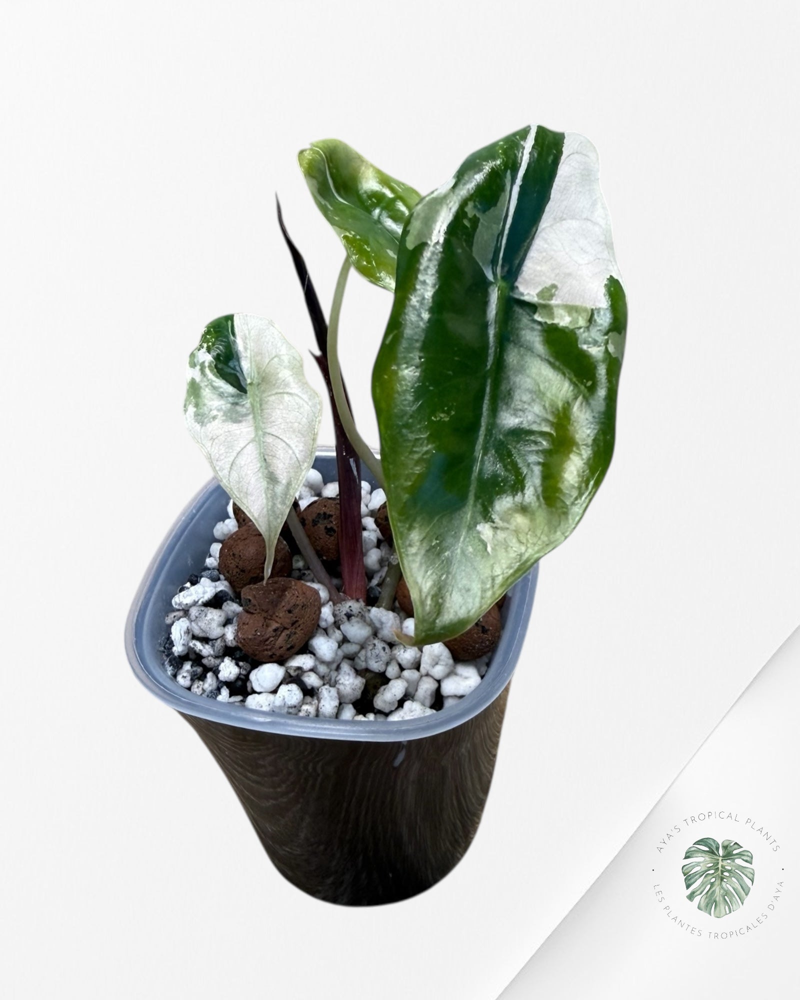 Alocasia Chantrieri Pink Variegated