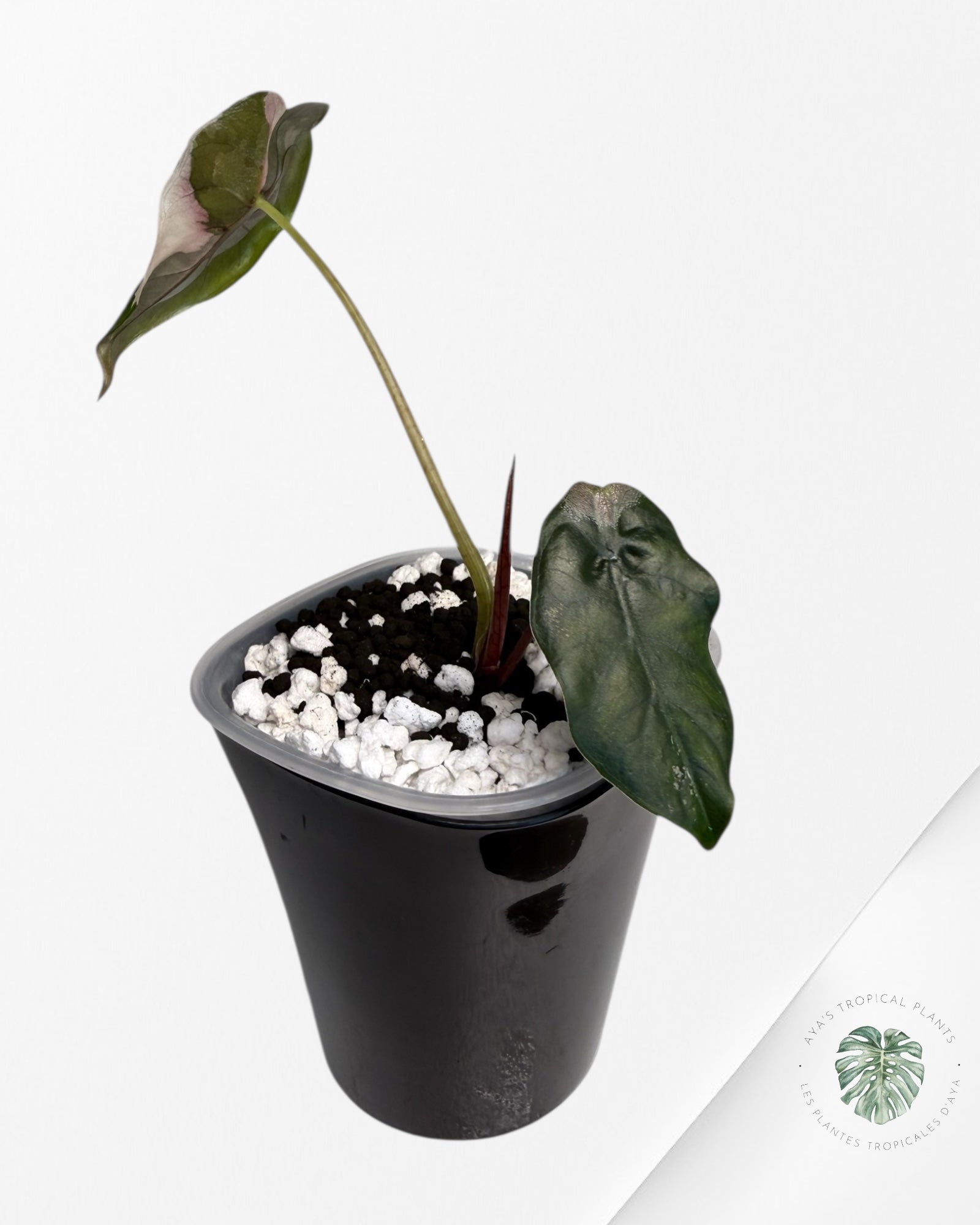 Alocasia Chantrieri Pink Variegated