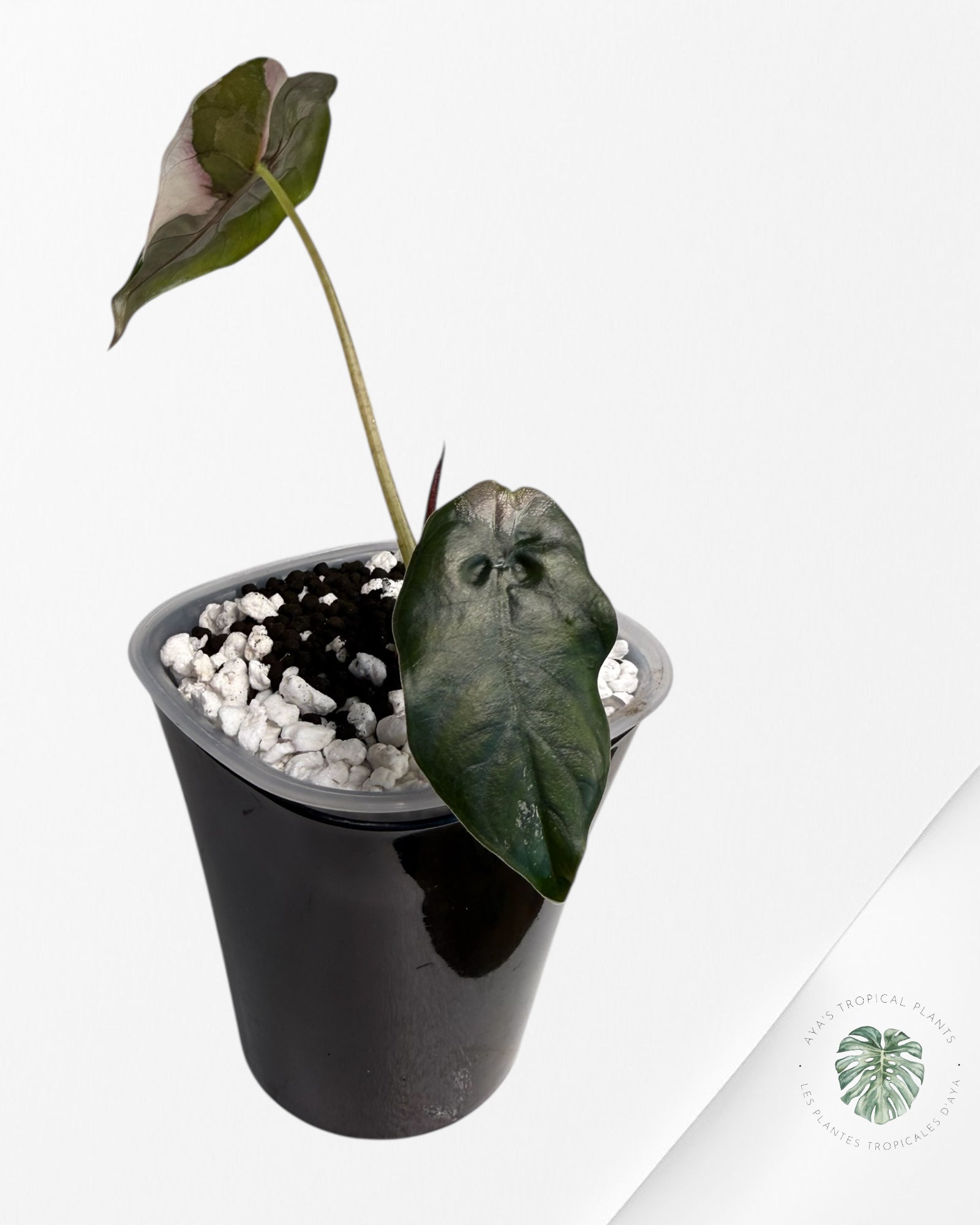 Alocasia Chantrieri Pink Variegated