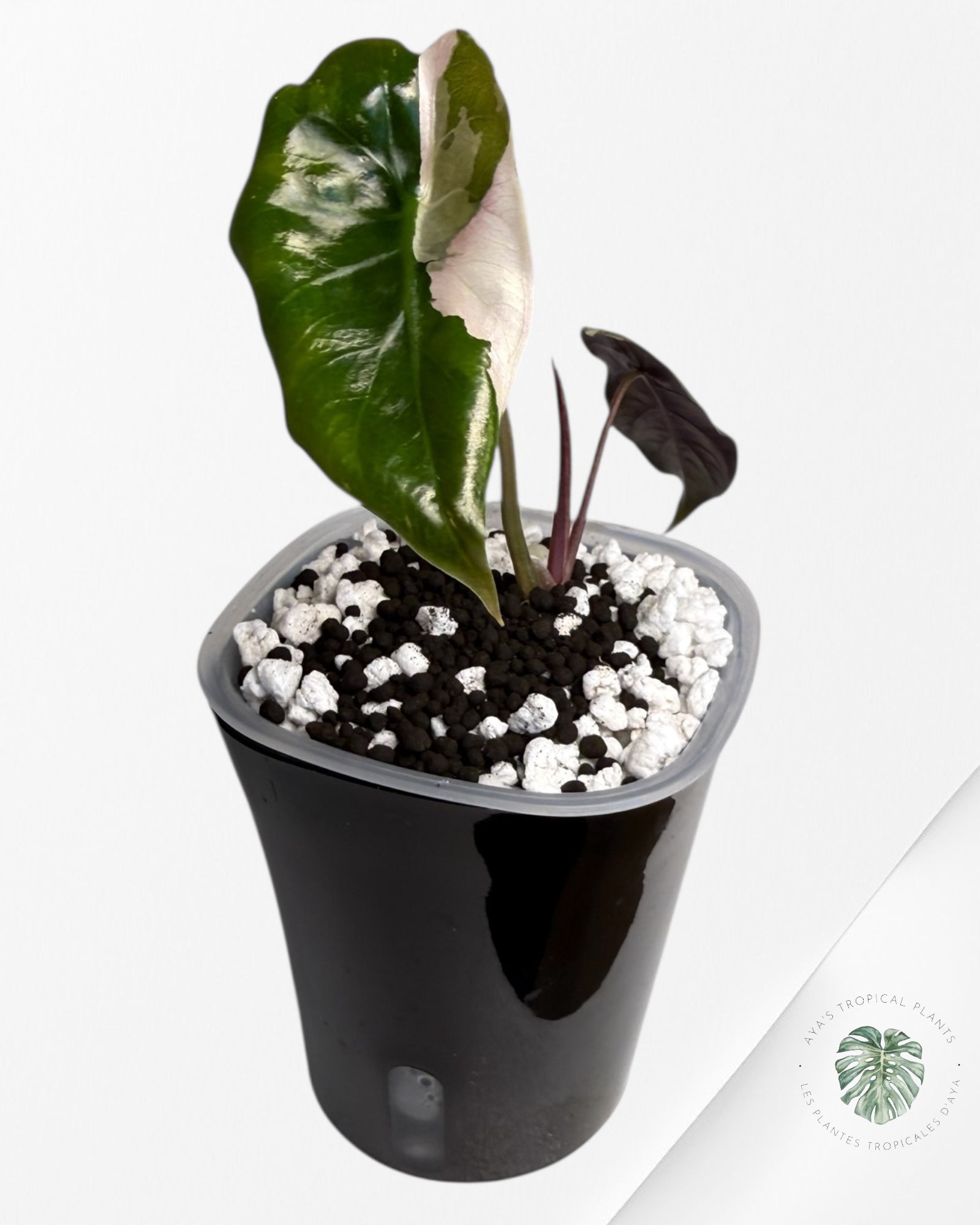 Alocasia Chantrieri Pink Variegated