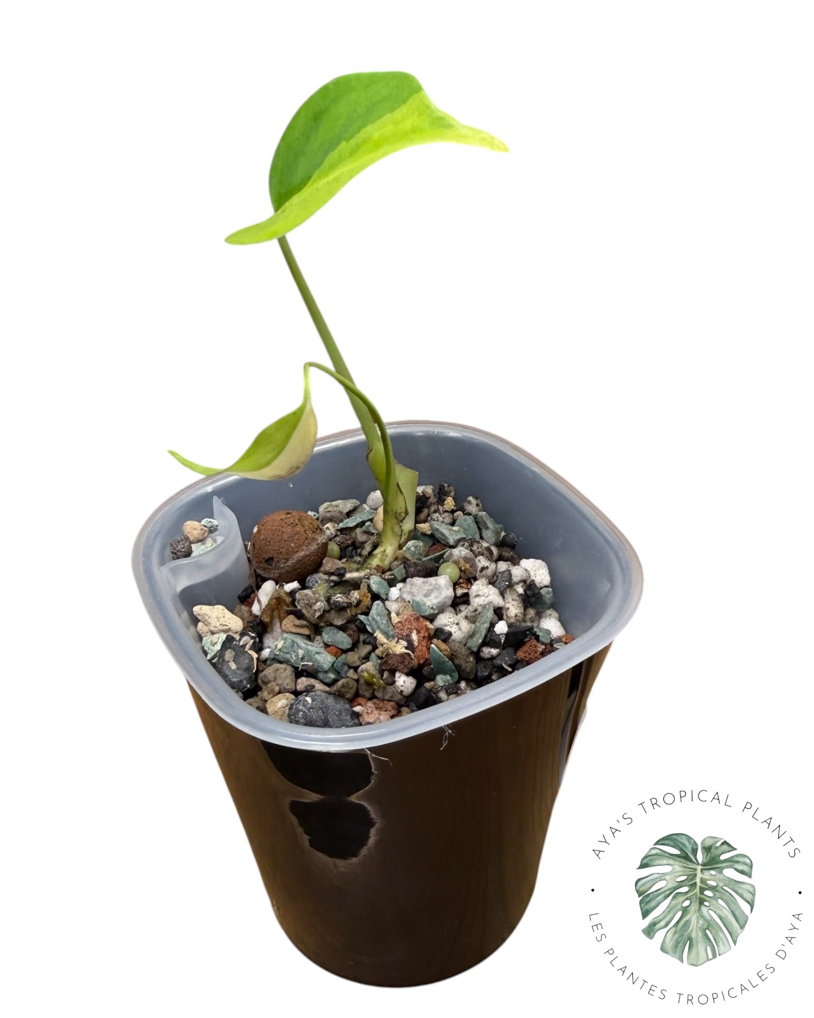 Monstera Aurea panaché