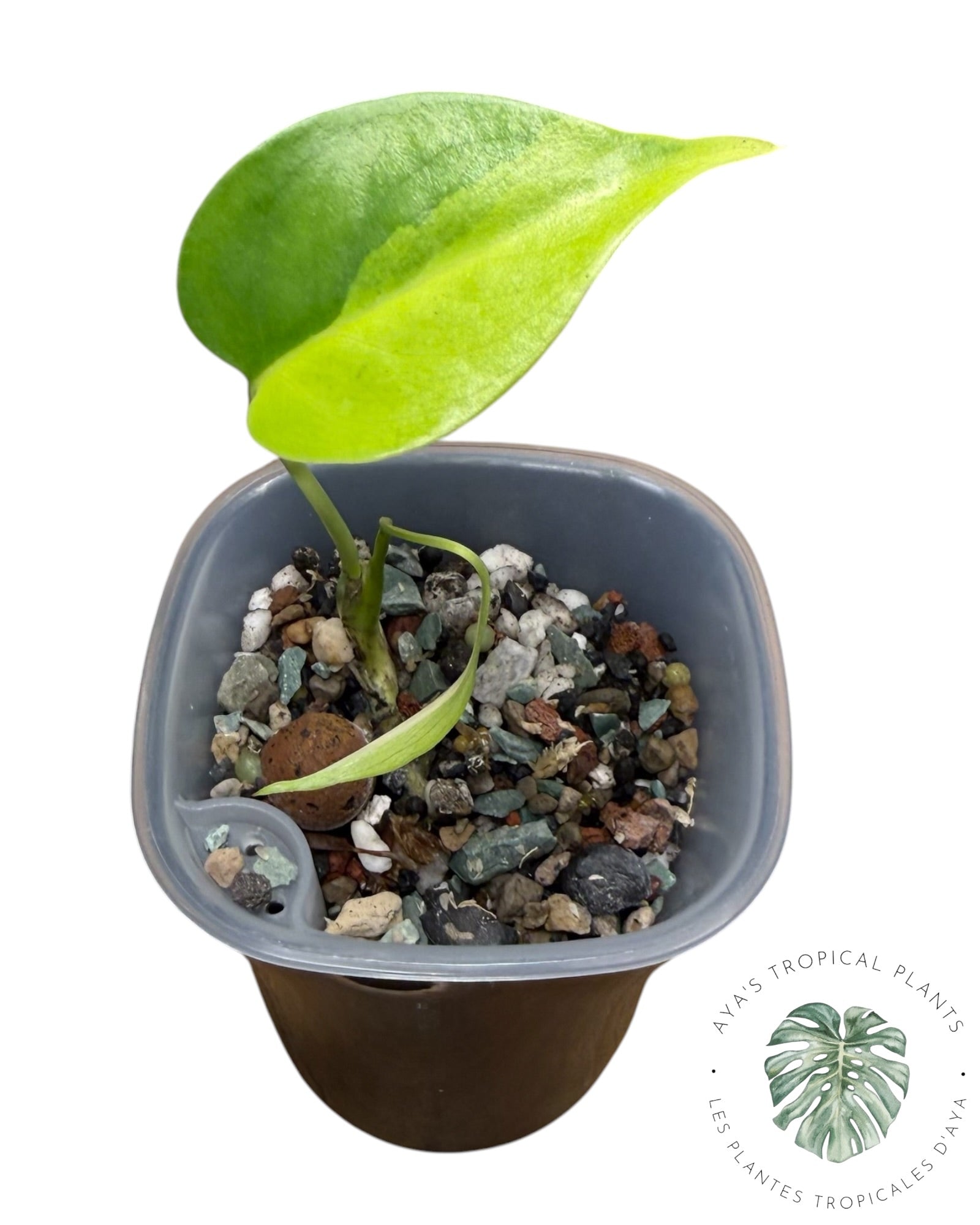 Monstera Aurea panaché
