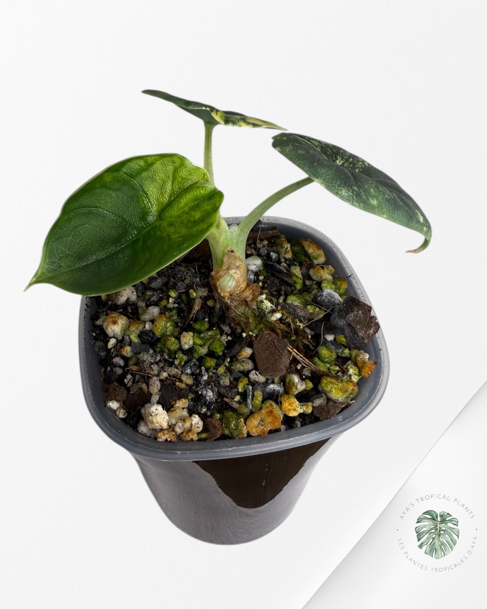 Alocasia Melo Aurea Variegated