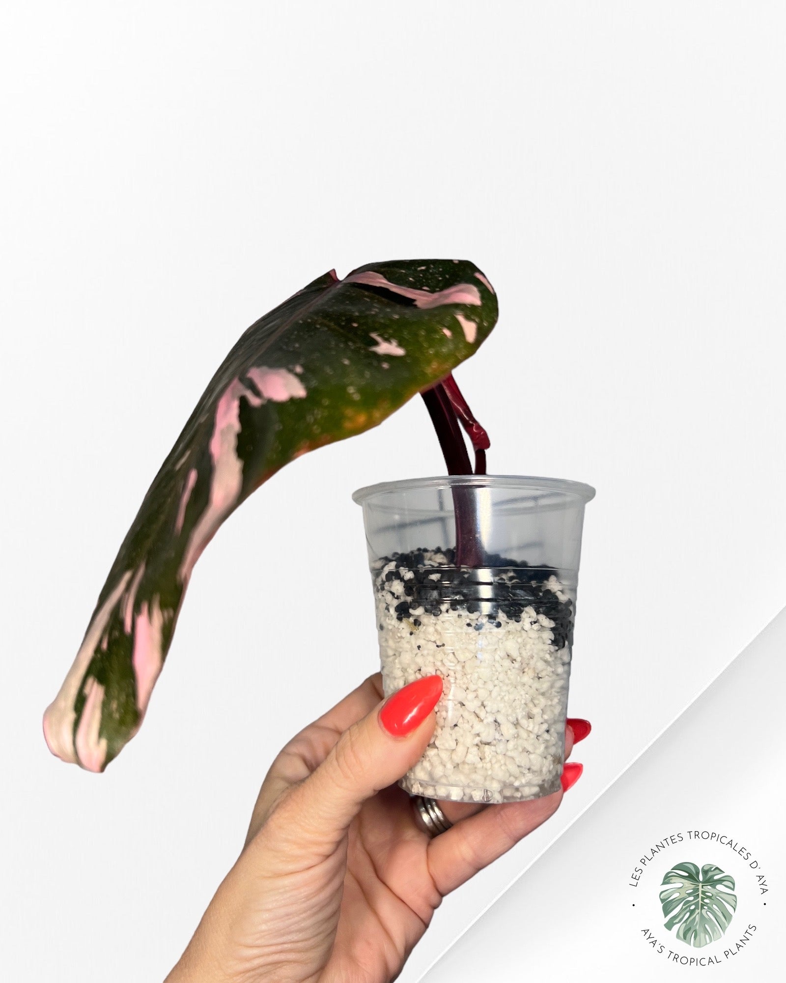 Philodendron Pink Princess Marble King-PO0724