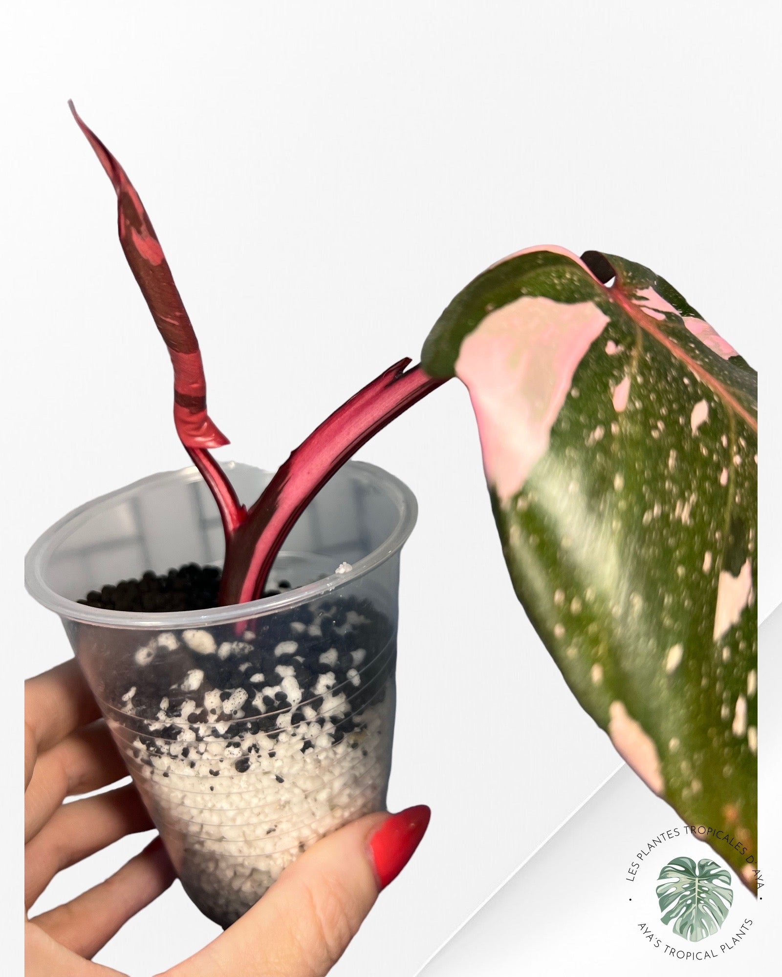 Philodendron Pink Princess Marble King-PO0724