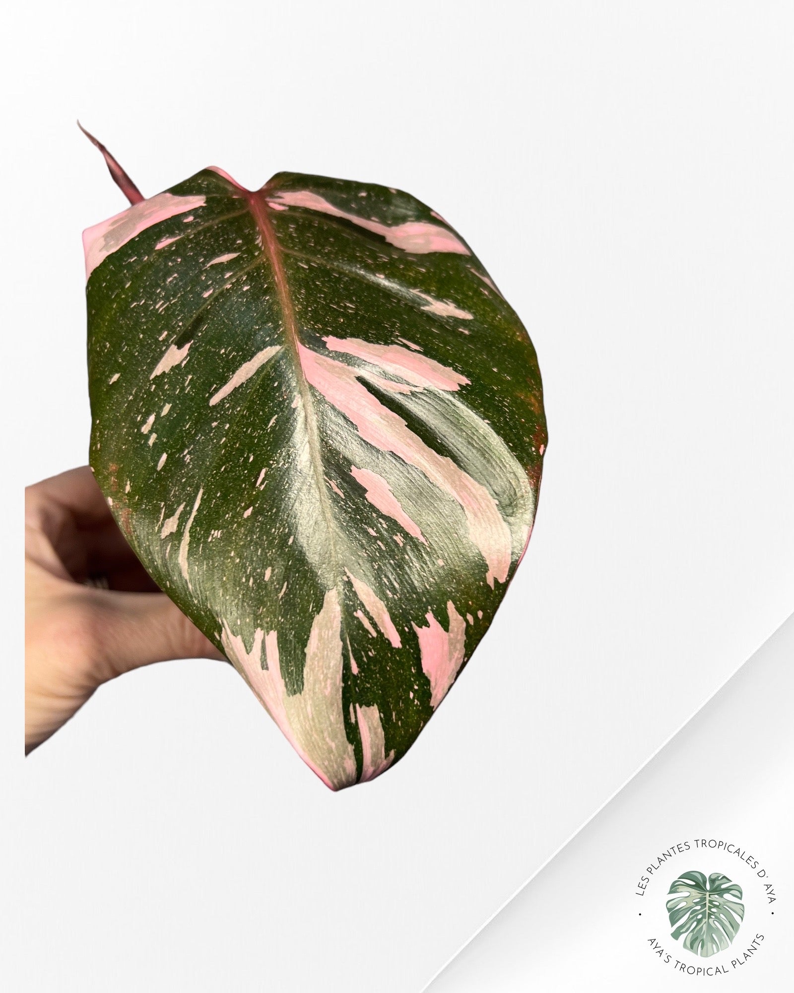 Philodendron Pink Princess Marble King-PO0724