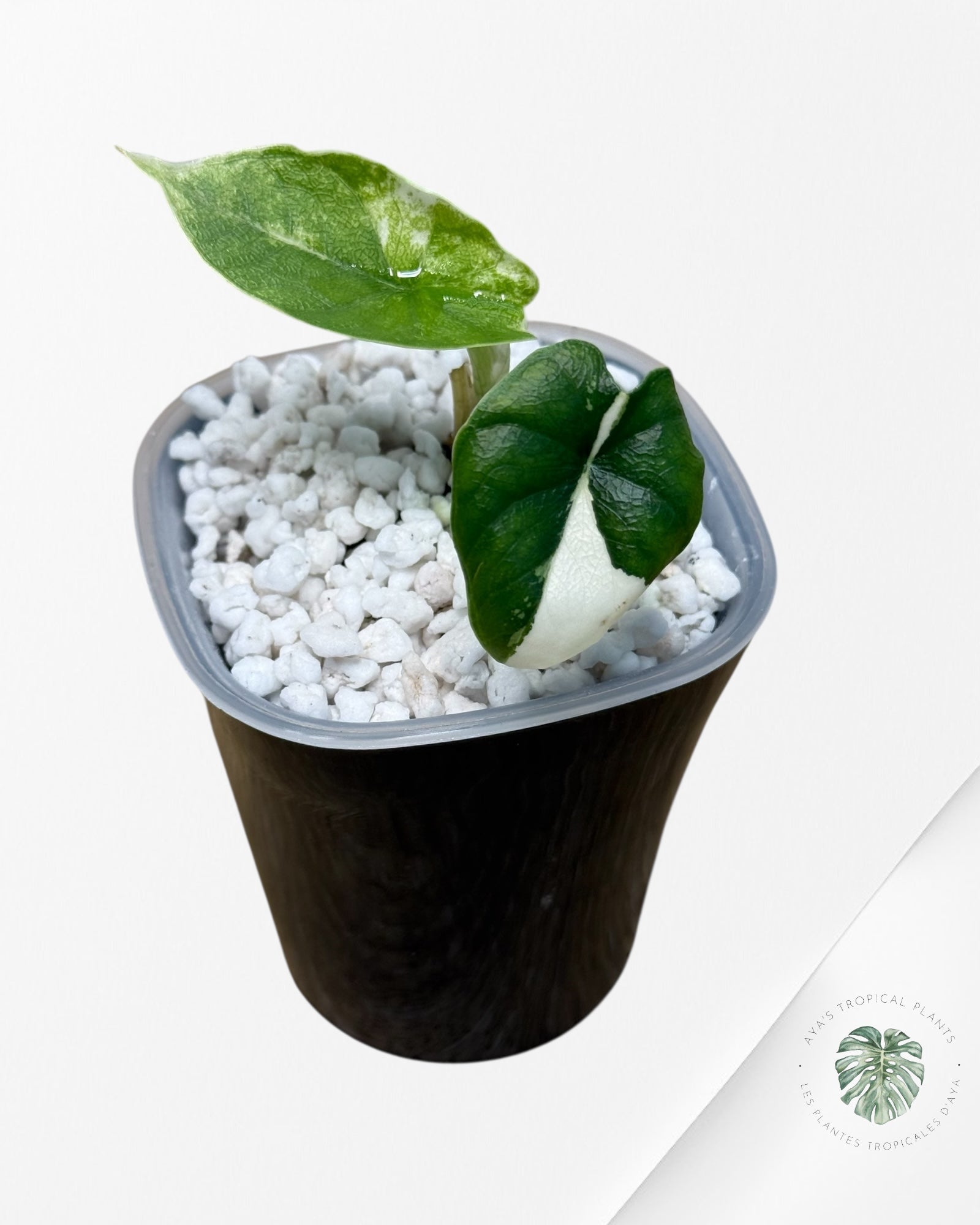 Alocasia Melo Albo Variegated