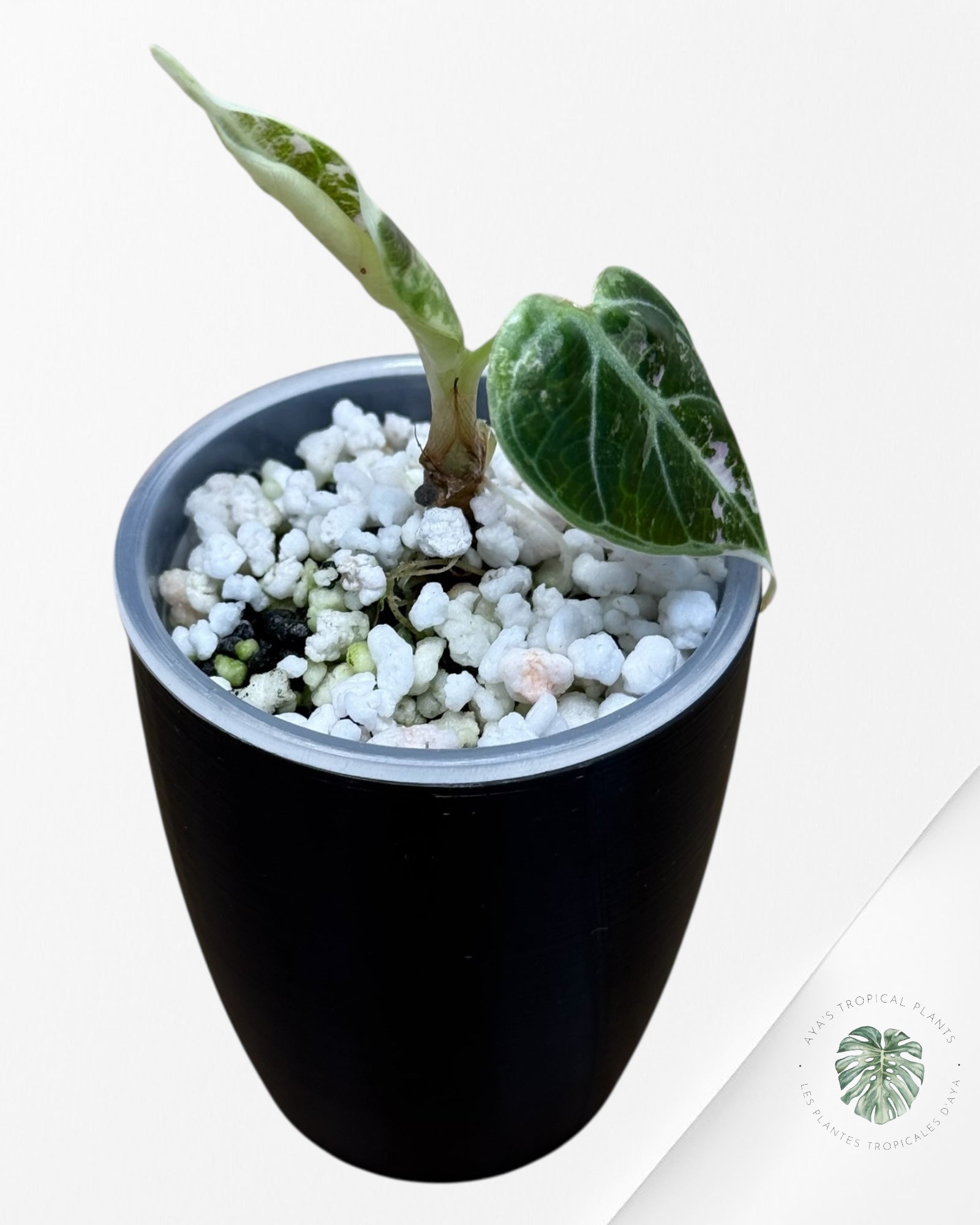 Alocasia Watsoniana Doff. Pink Variegated