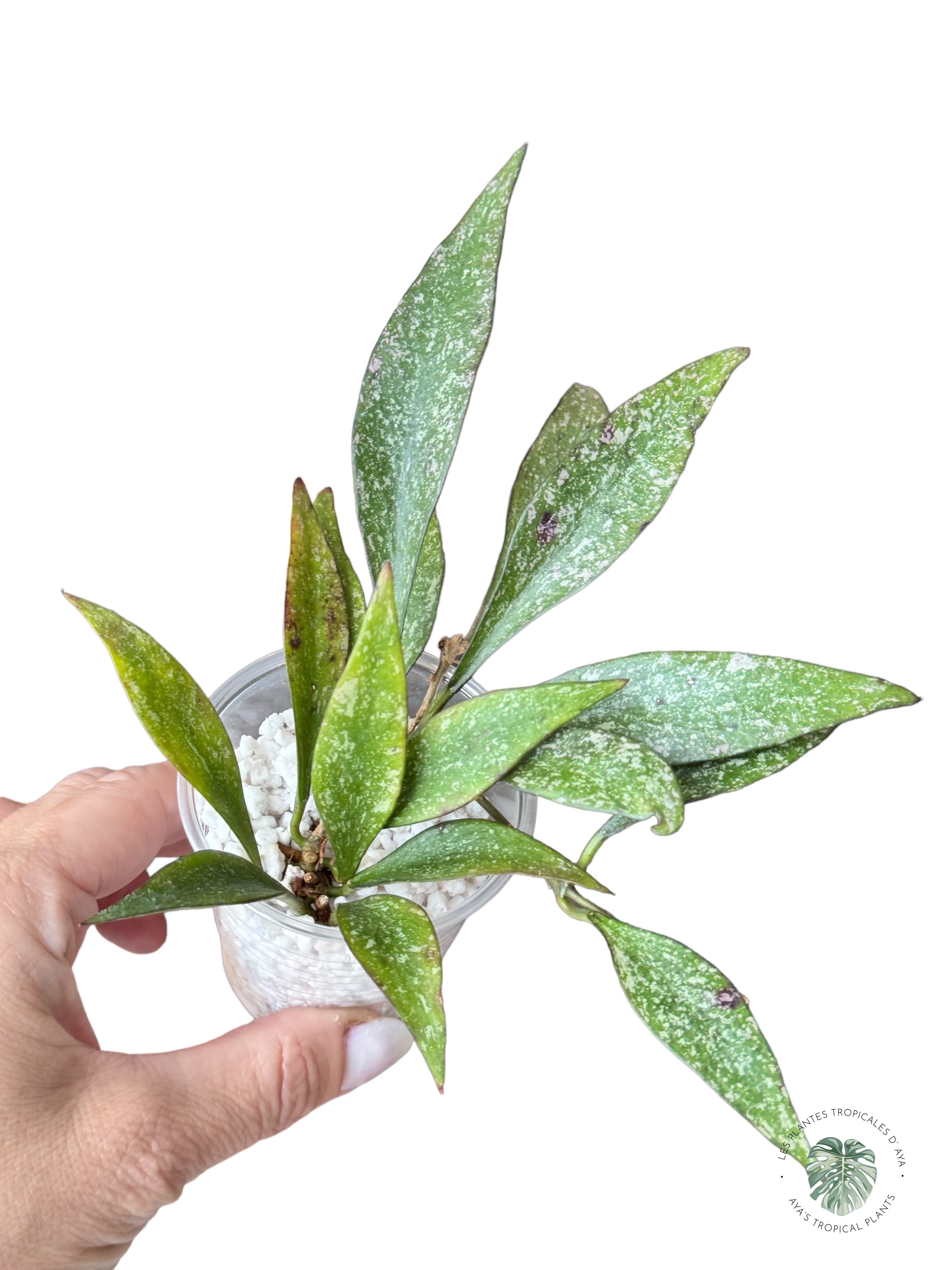 Hoya parviflora splash