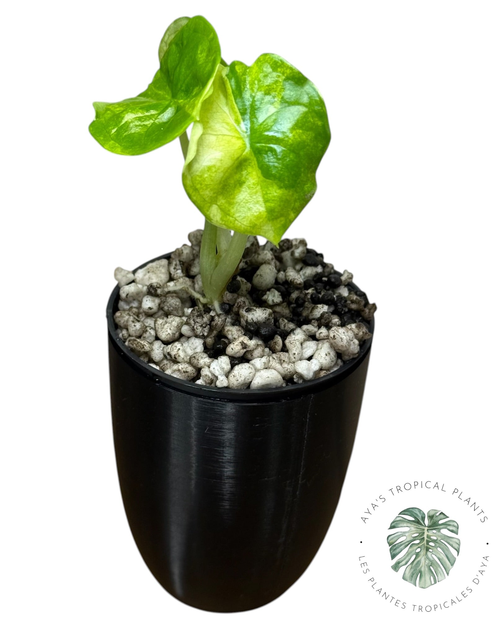Alocasia Aegis Menthe Panachée