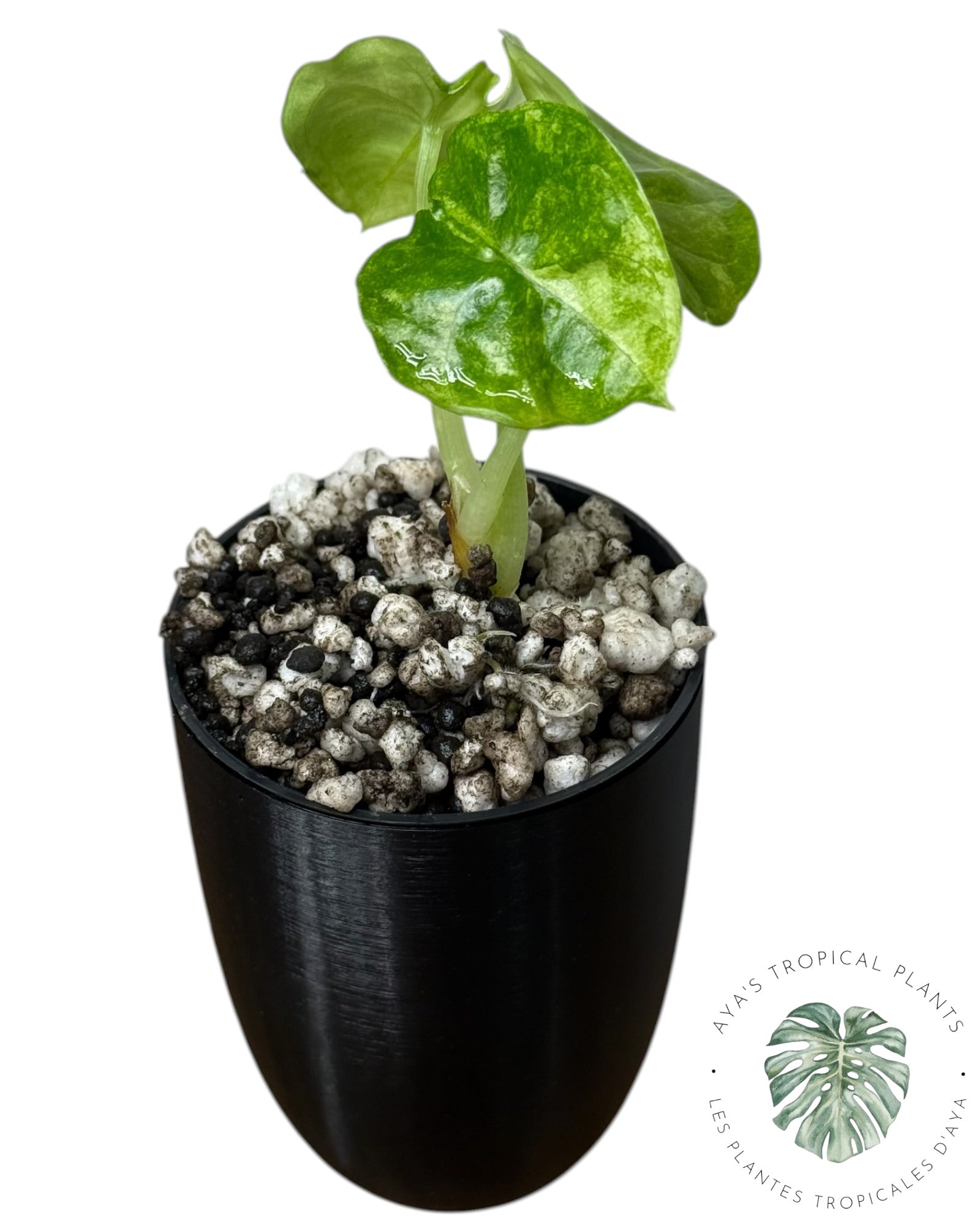 Alocasia Aegis Menthe Panachée