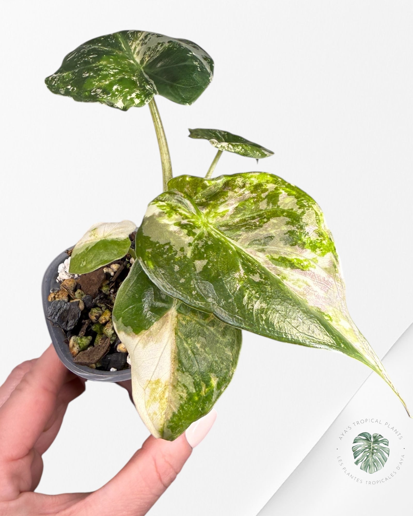 Alocasia Wentii Albo Pink Variegated