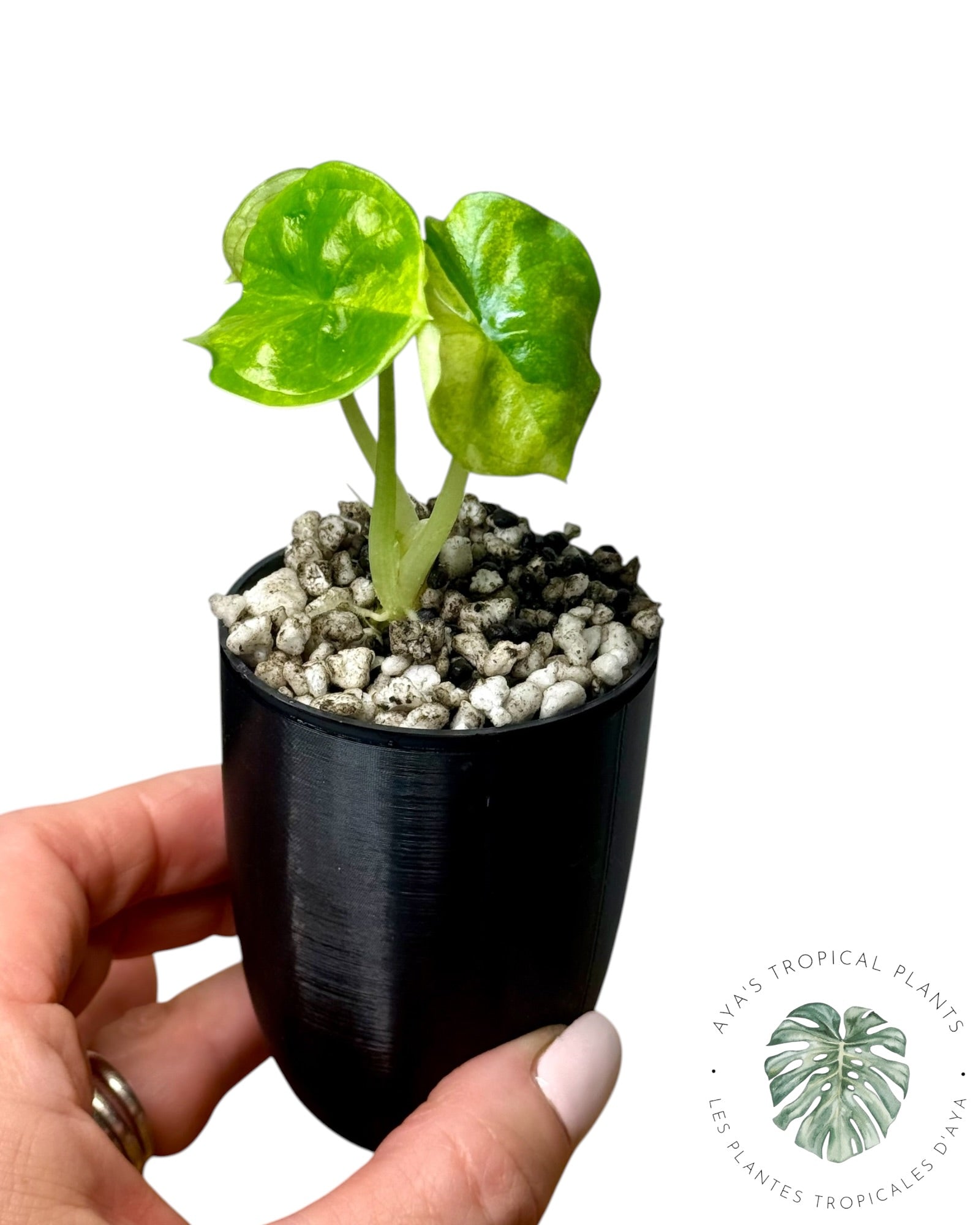 Alocasia Aegis Menthe Panachée
