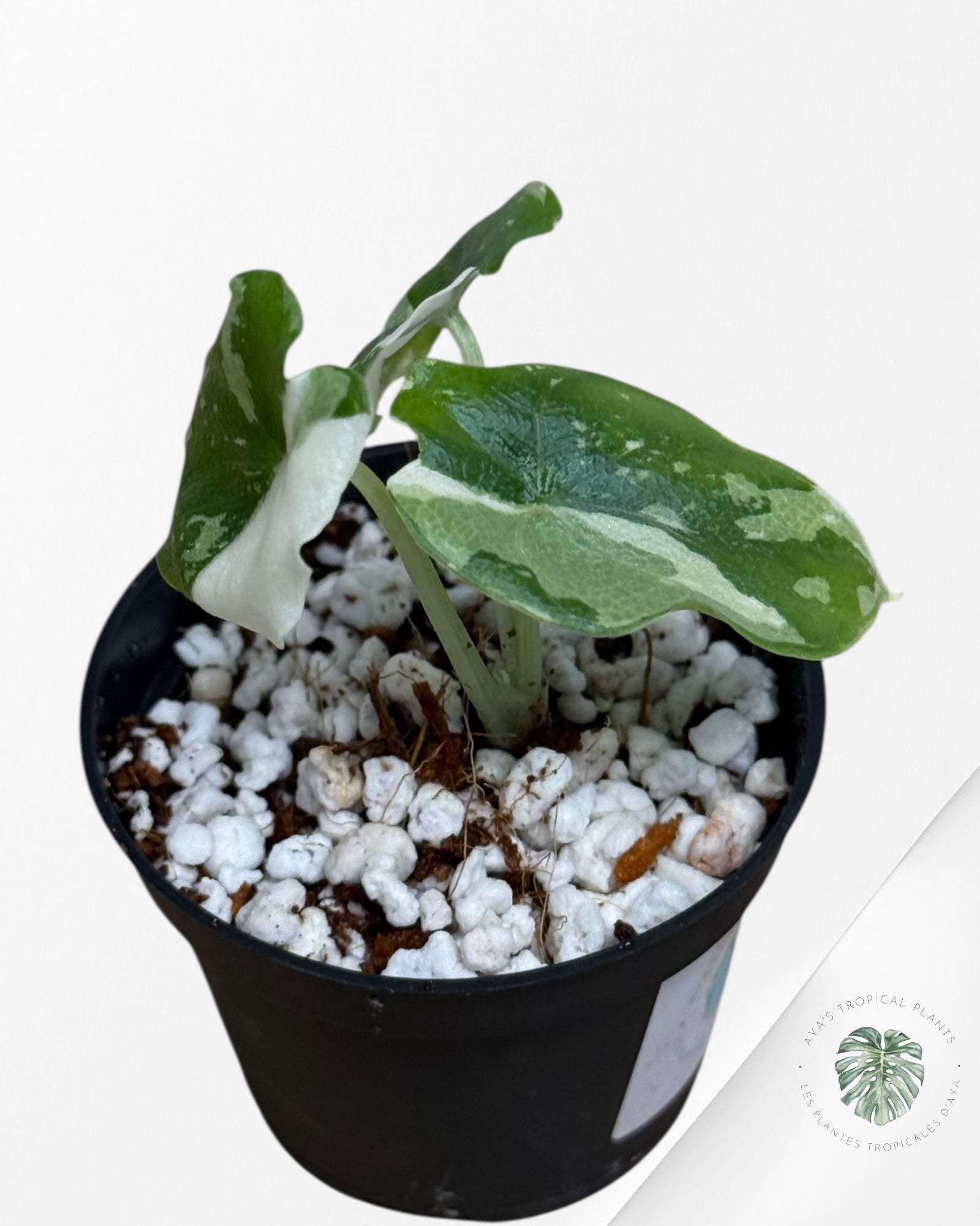 Alocasia Melo Variegated (Albo) - MEL4
