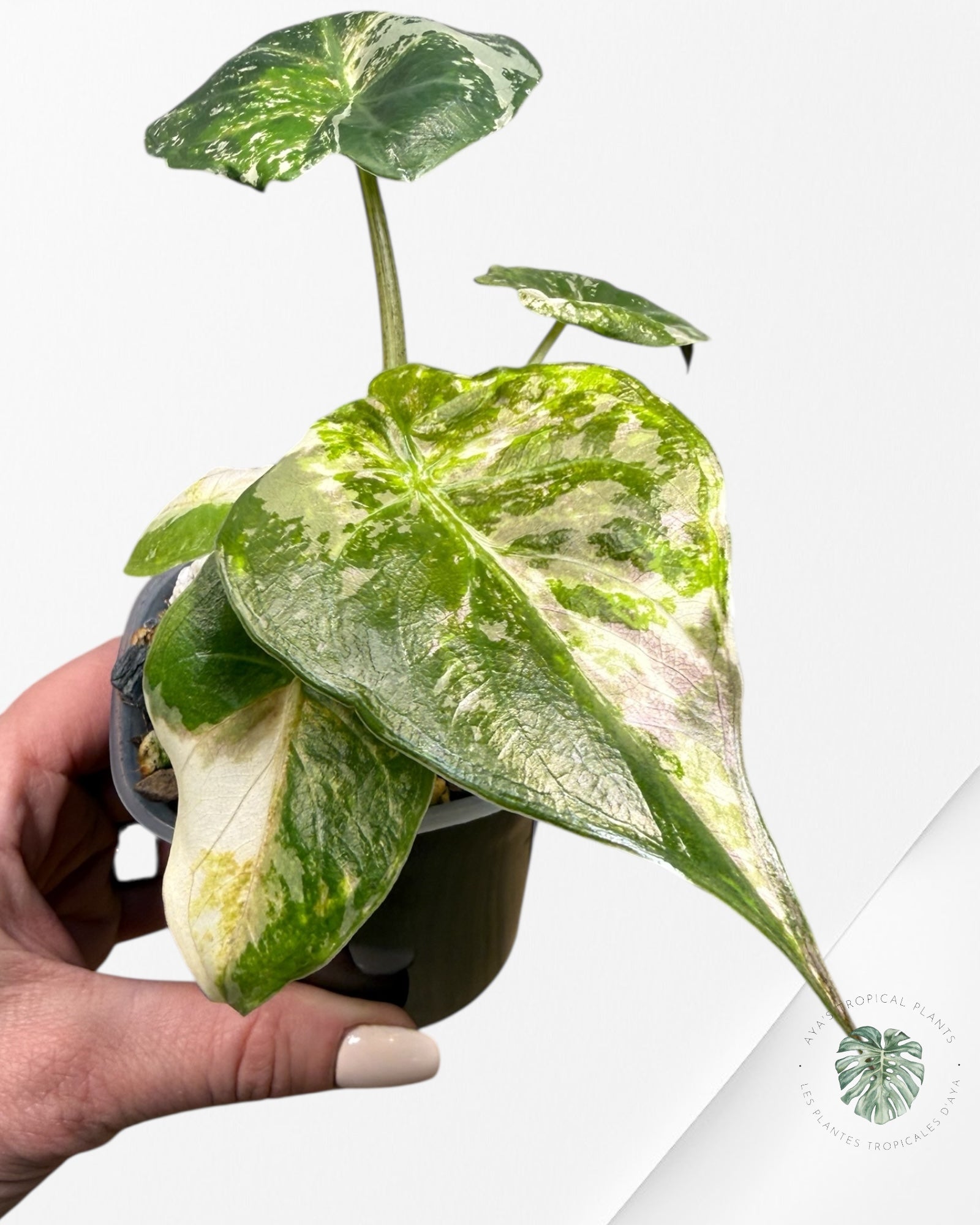 Alocasia Wentii Albo Pink Variegated