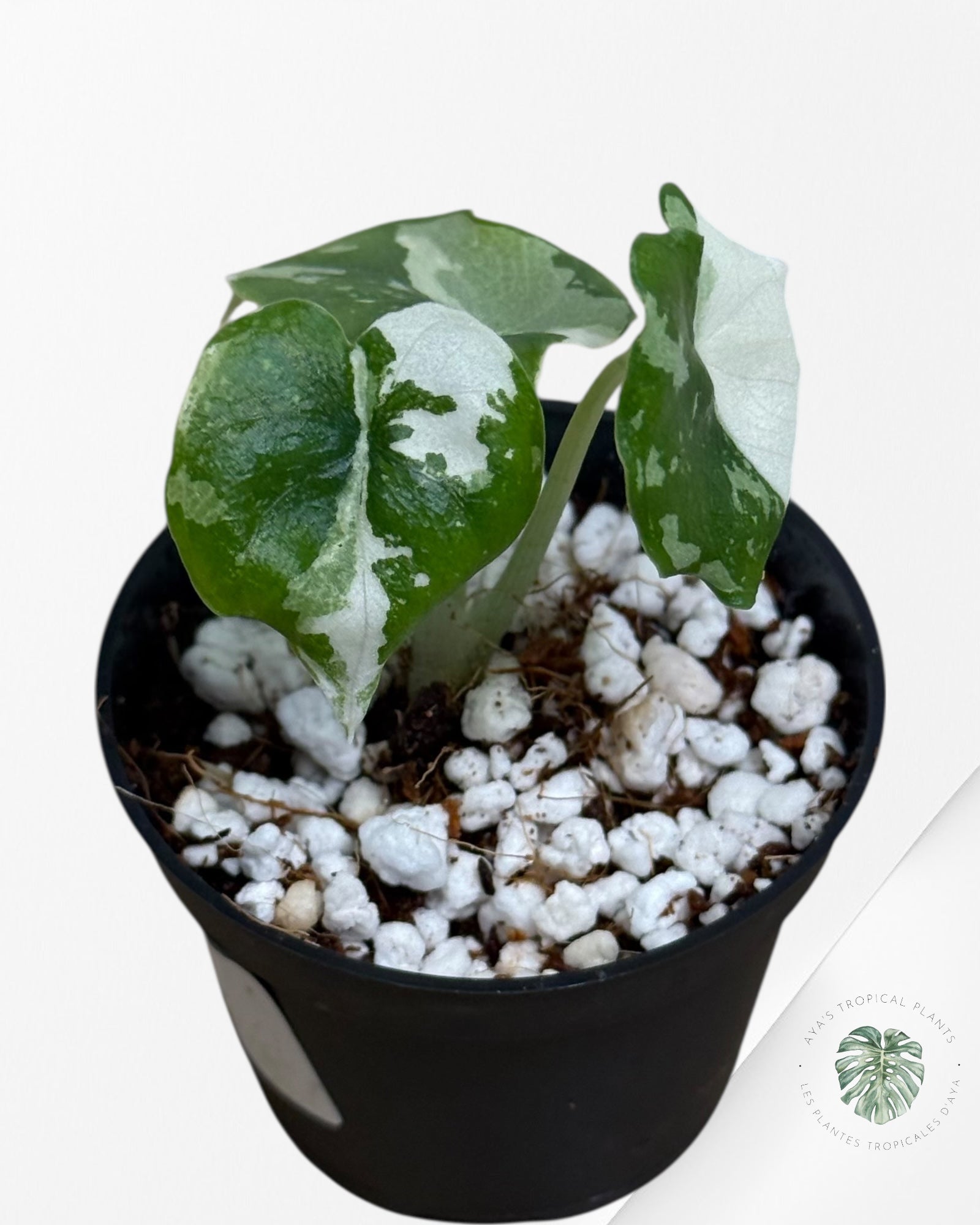 Alocasia Melo Variegated (Albo) - MEL4