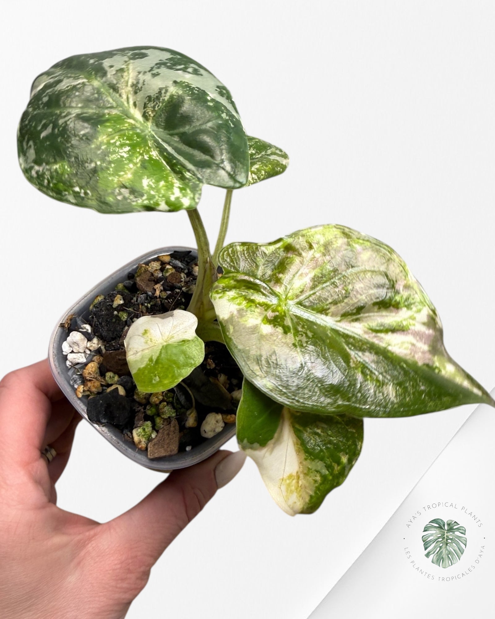 Alocasia Wentii Albo Pink Variegated