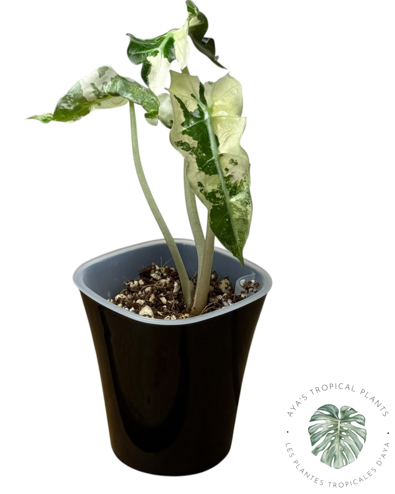 Alocasia Polly Pink Snowflake