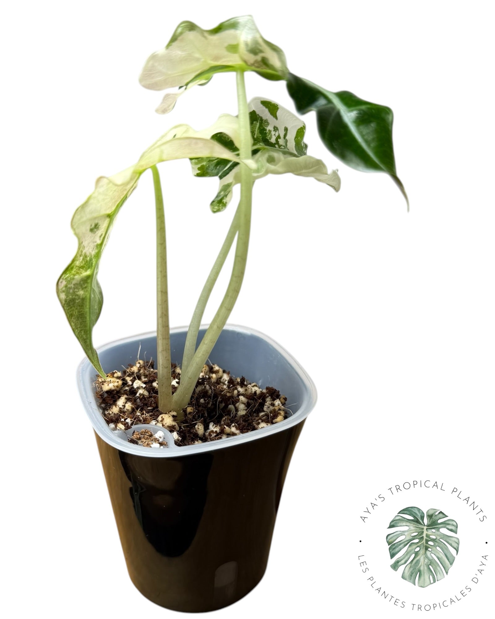 Alocasia Polly Flocon de Neige Rose