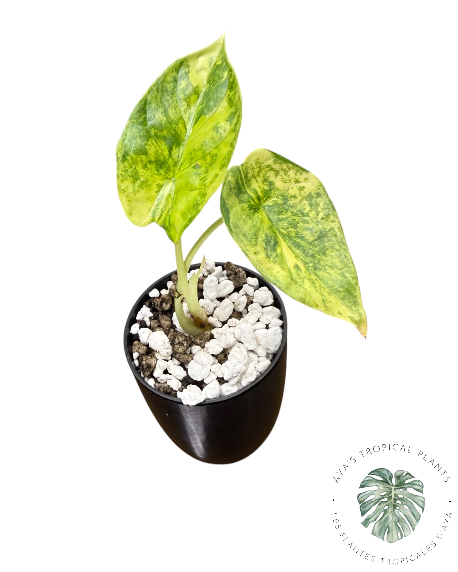 Alocasia Silver Dragon Aurea Variegated