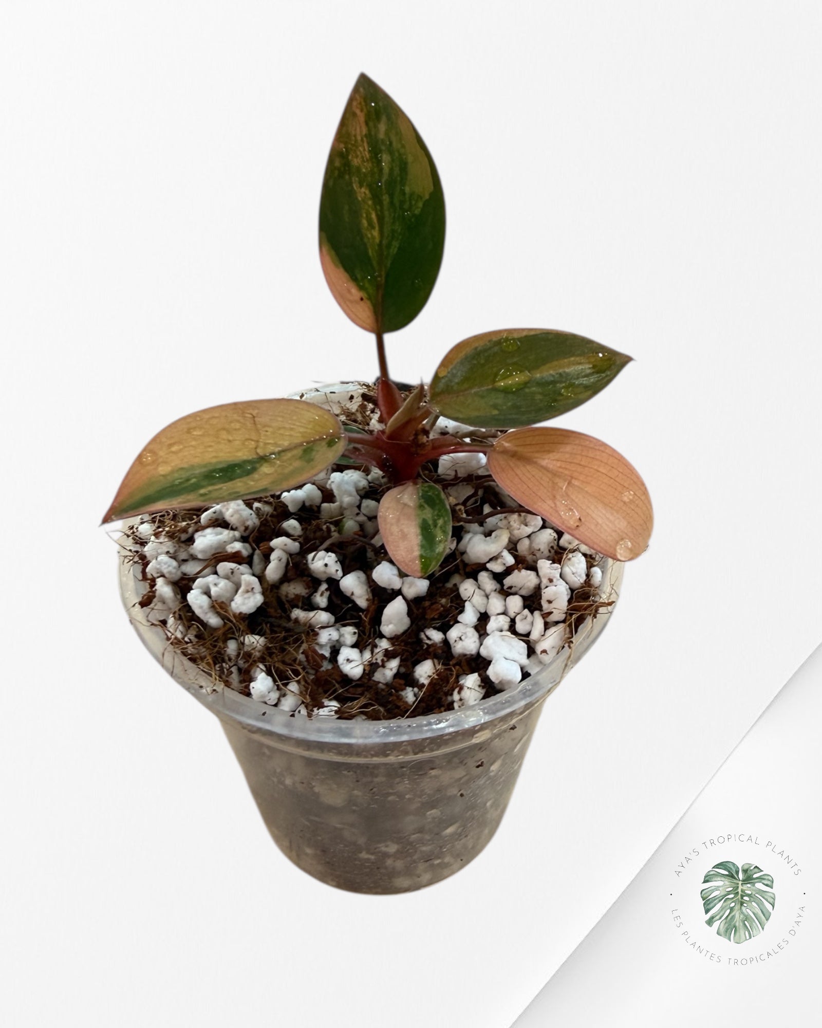 Philodendron Red Congo Variegated