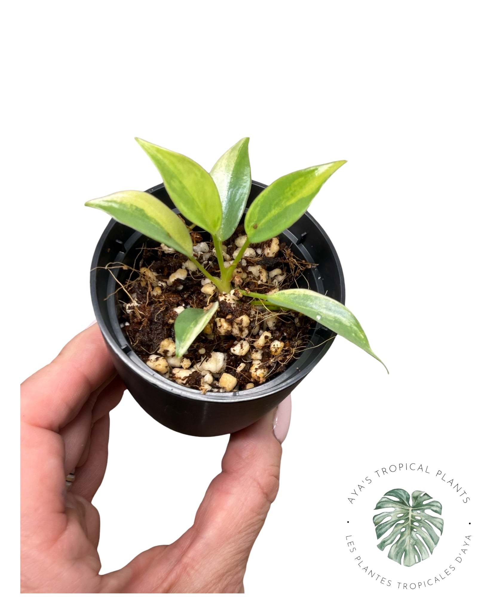 Philodendron Atabapoense Pink Variegated