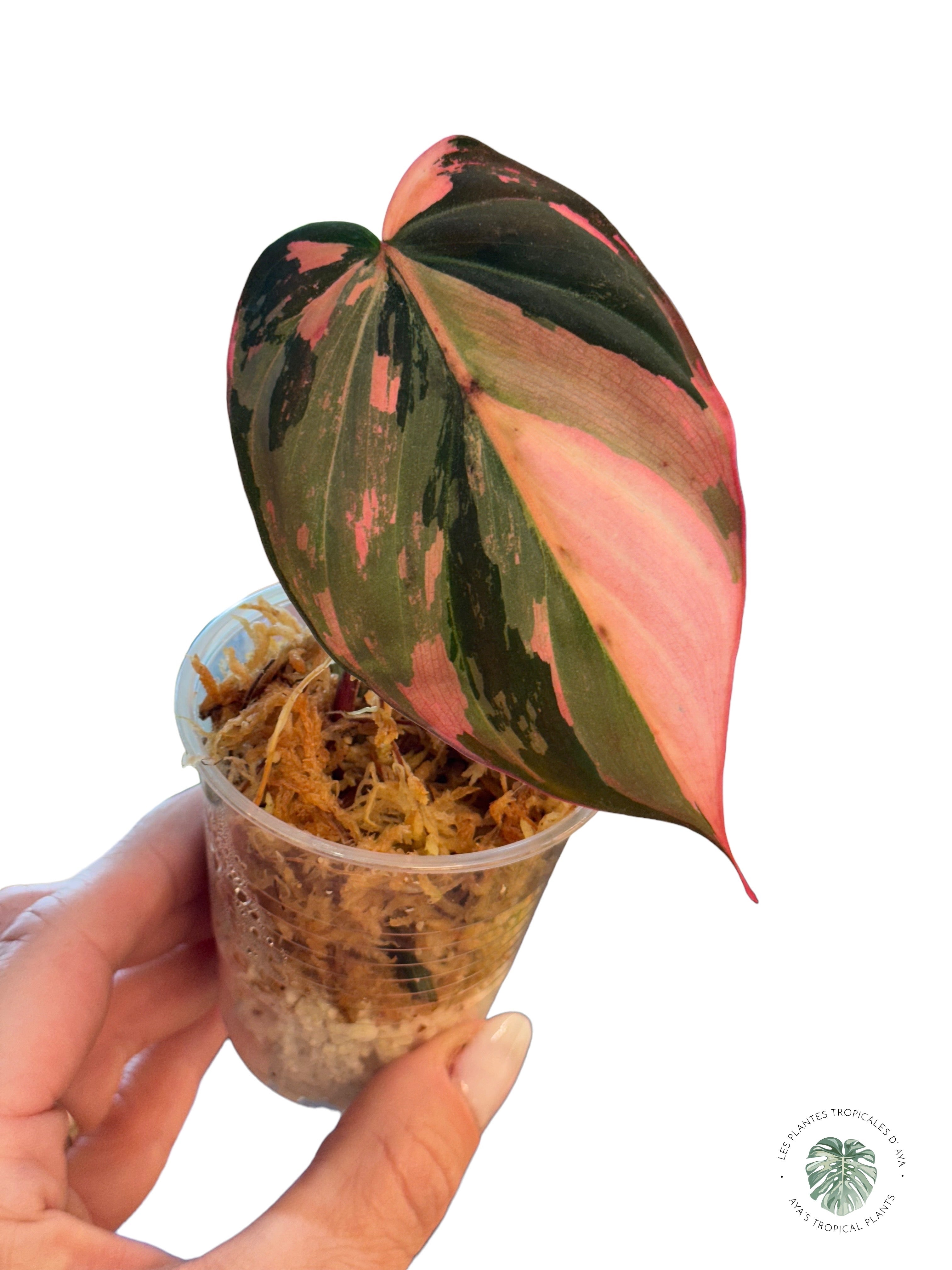 Philodendron Pink Micans PPM02