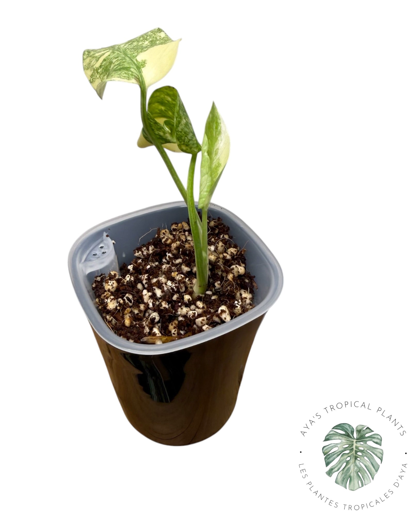 Monstera Deliciosa Legacy